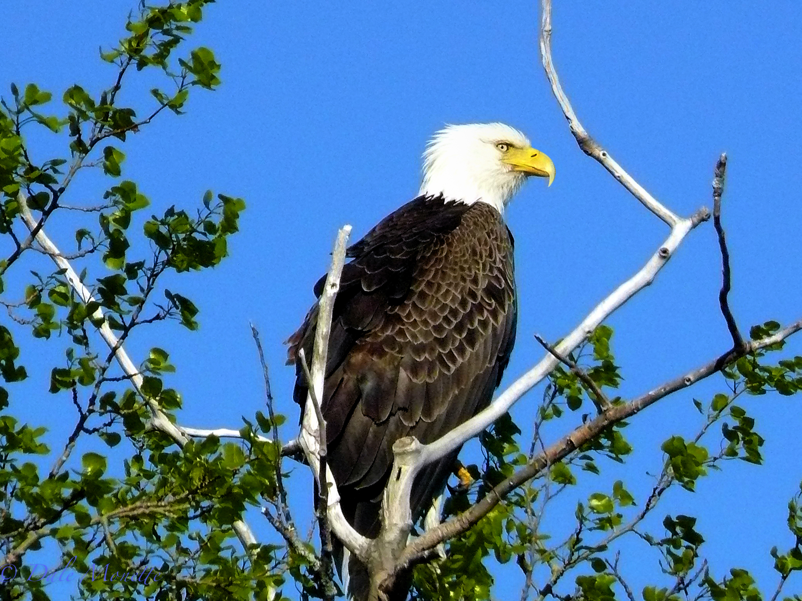 Adult bald eagle