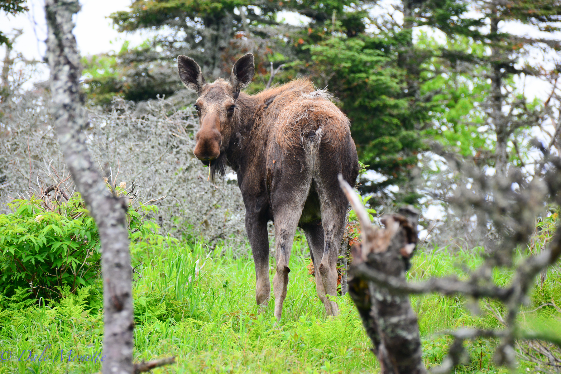 "Who me ? " They look real shaggy in the spring when they are shedding the thick winter fur.