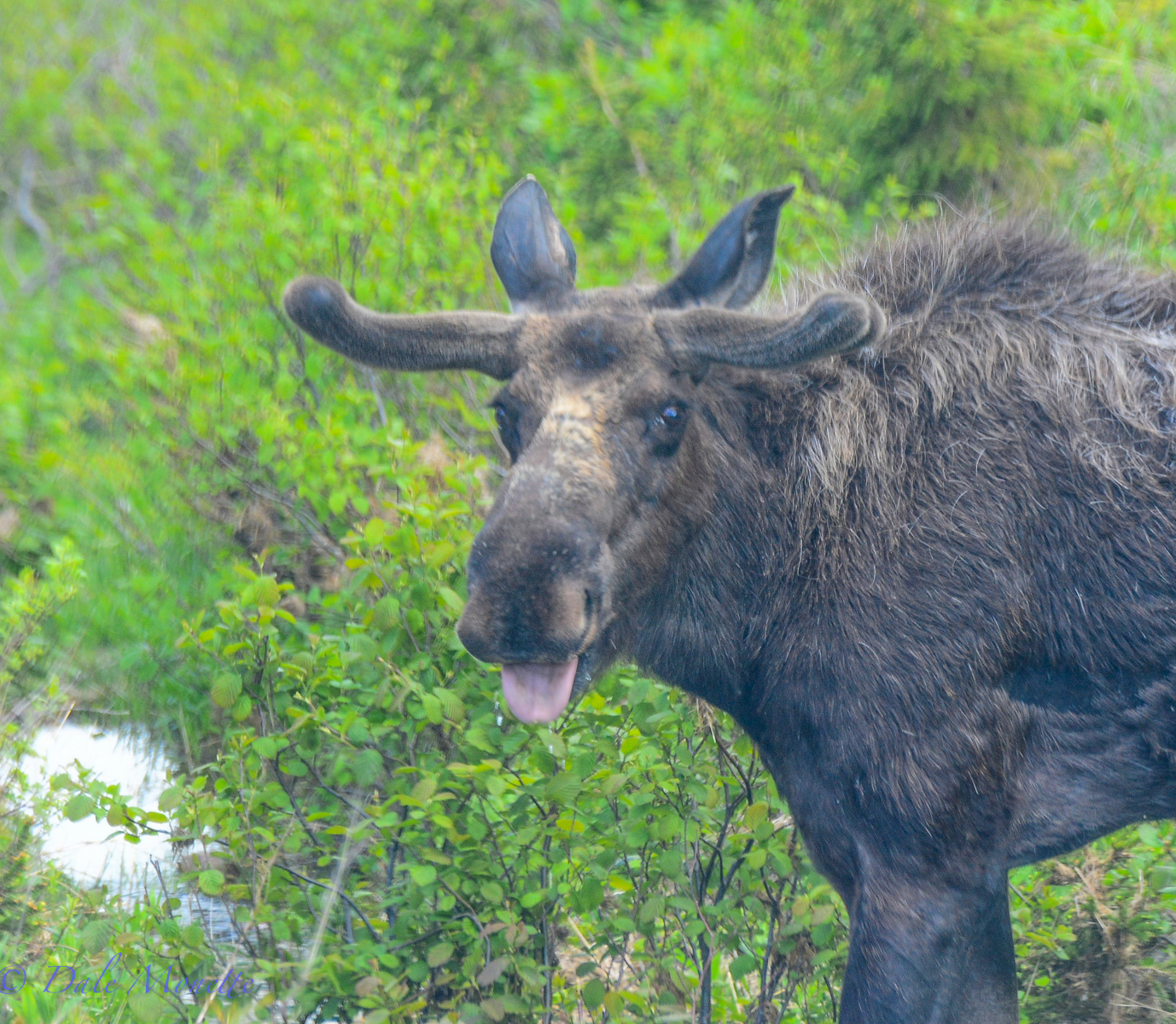 Cape Breton Island moose