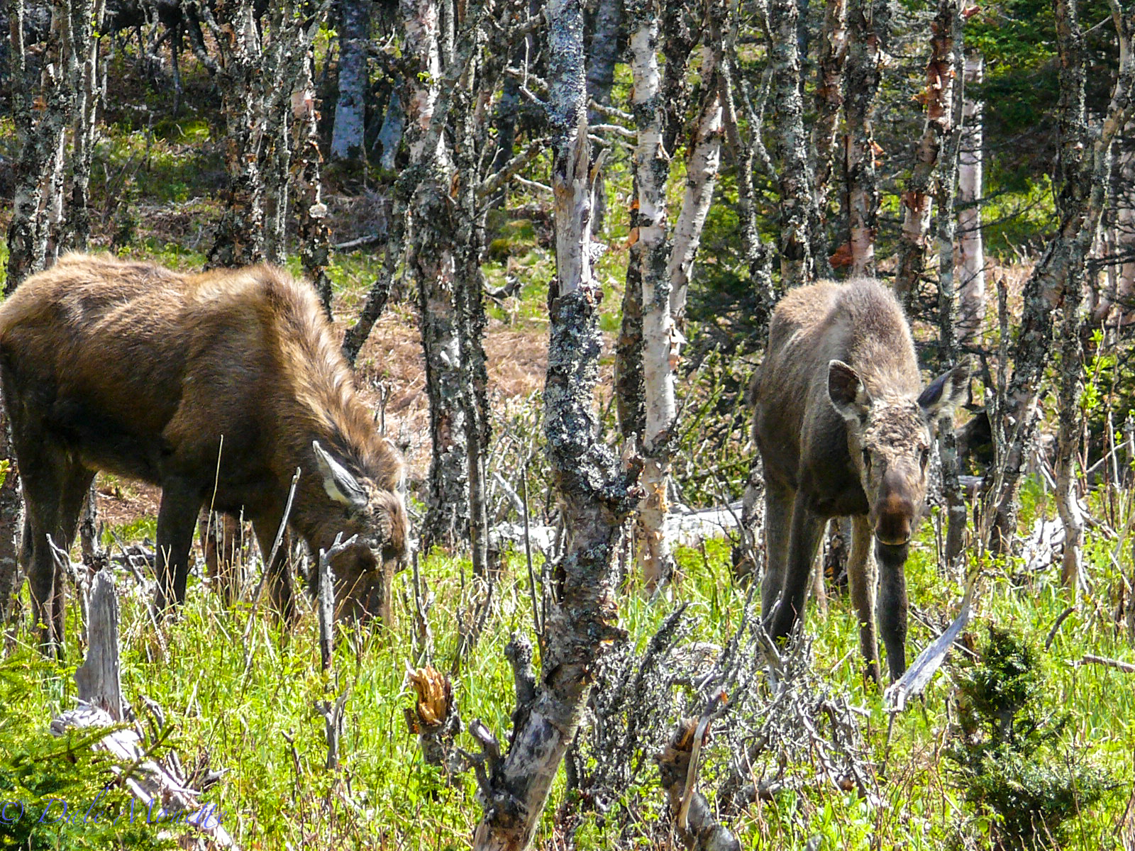   A female with a young one in the spring about 60 yards off &nbsp;the Skyline Trail. You never know when you will see a moose there.  
