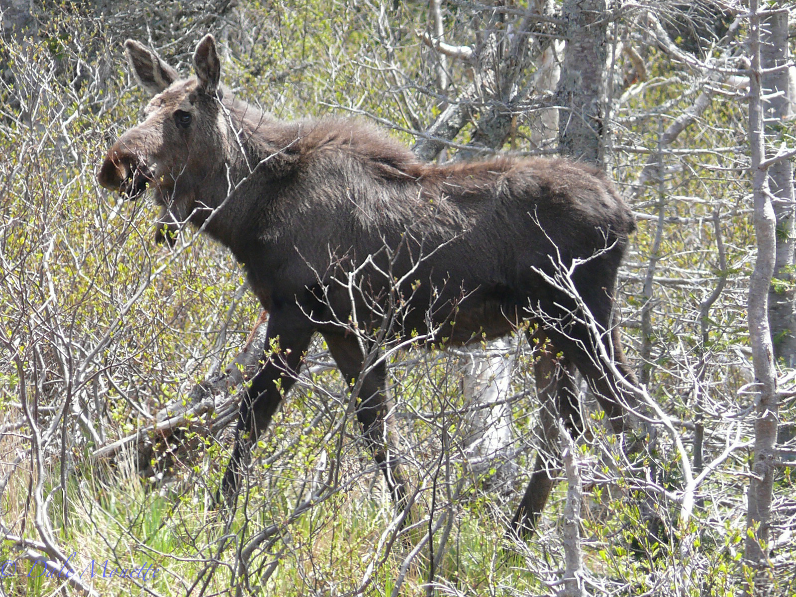 A young bull standing along side the Cabot Trail in the Park.