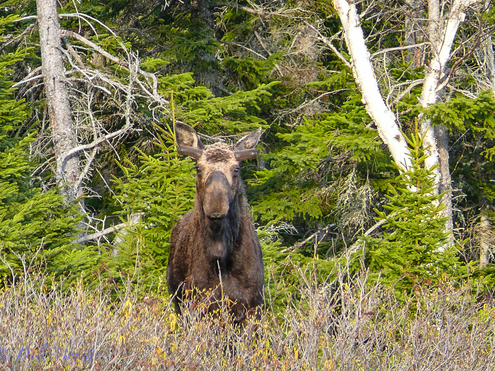   All these moose photos you will see were taken in The Cape Breton Highlands National Park on Cape Breton Island, Nova Scotia, Canada Enjoy them as I had a blast photographing them.  