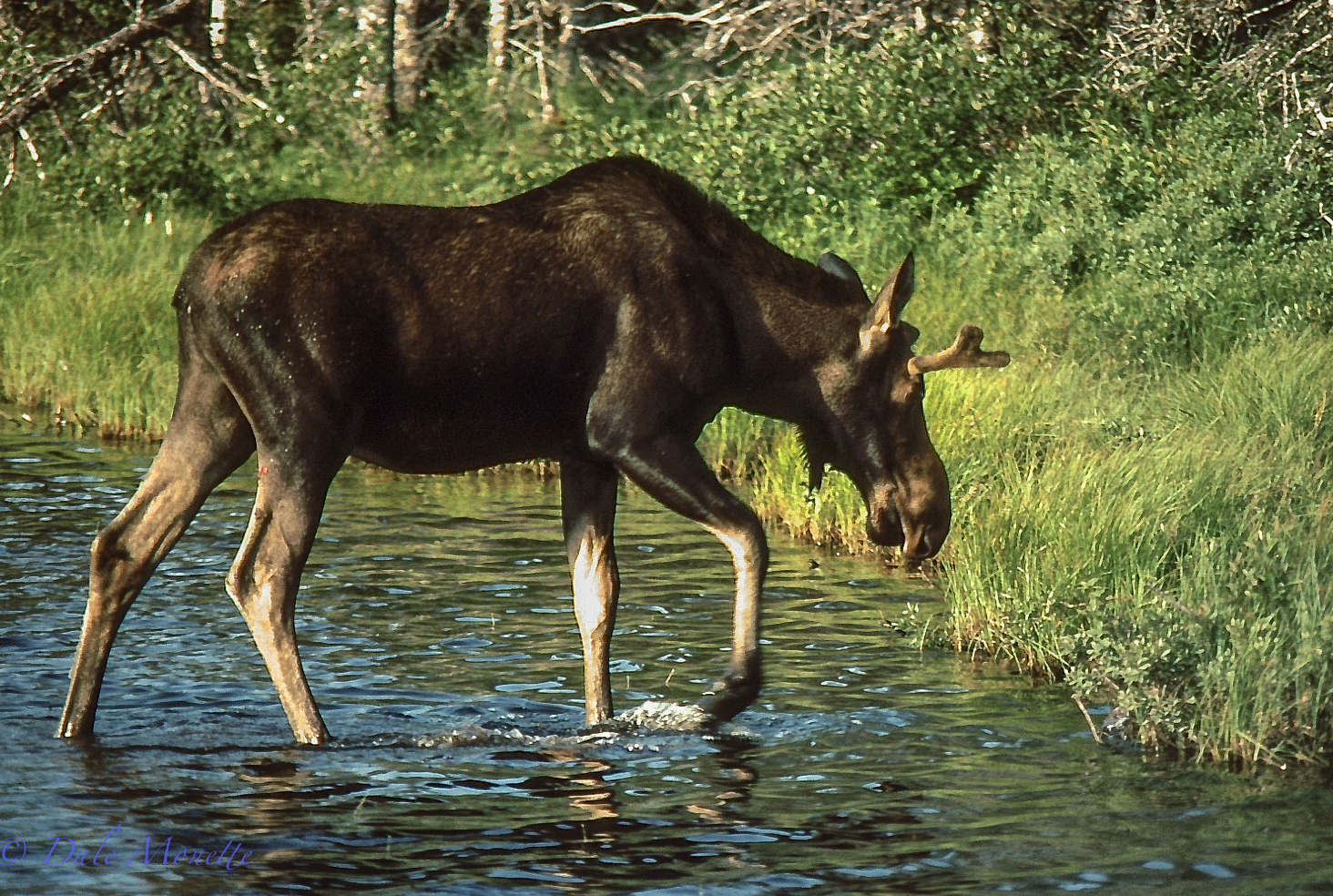 They need to eat 50 pounds of grass and bark a day to survive.