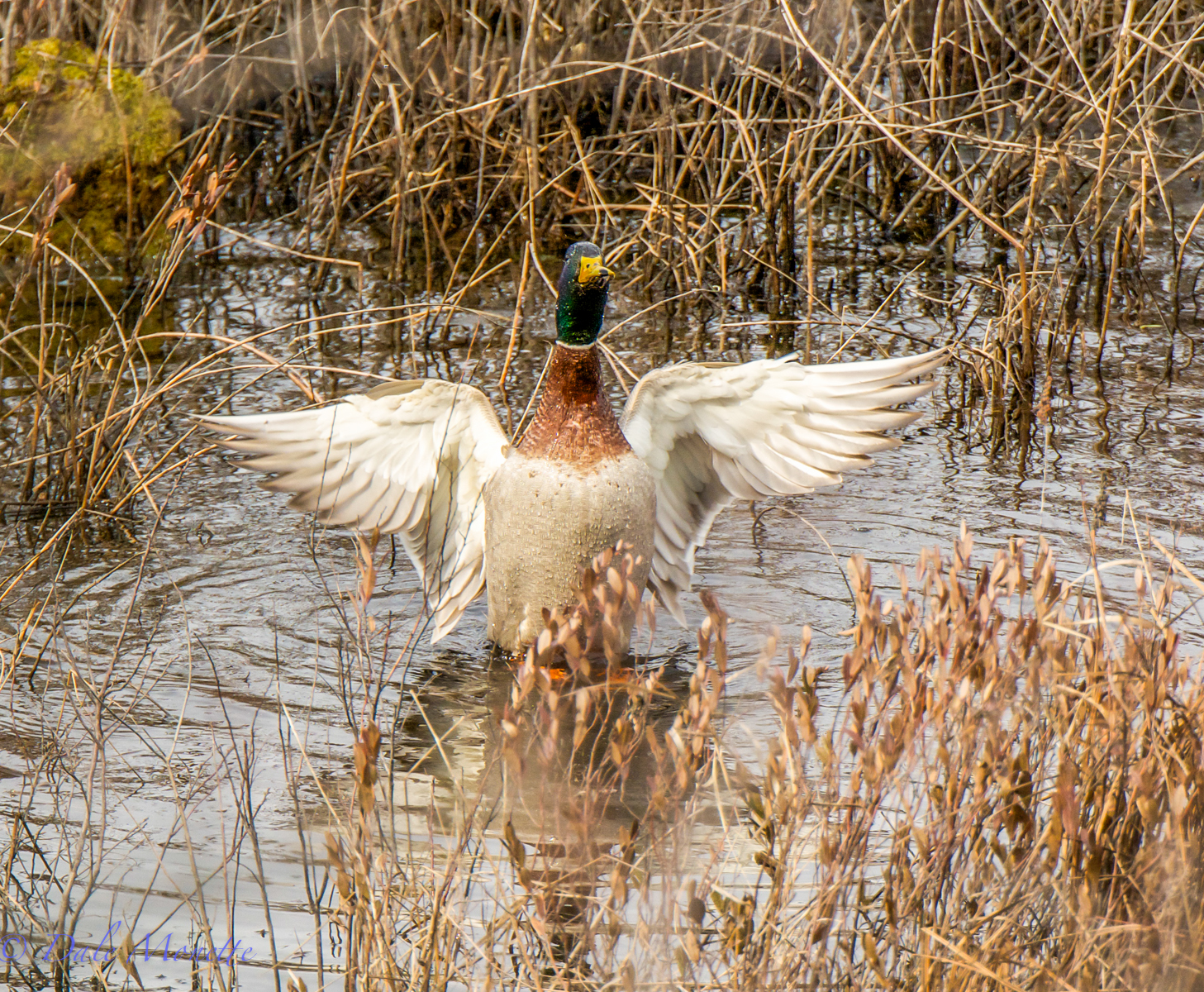   I caught this male mallard taking a bath and then preening. He was so busy he never heard me sneaking up on him.  