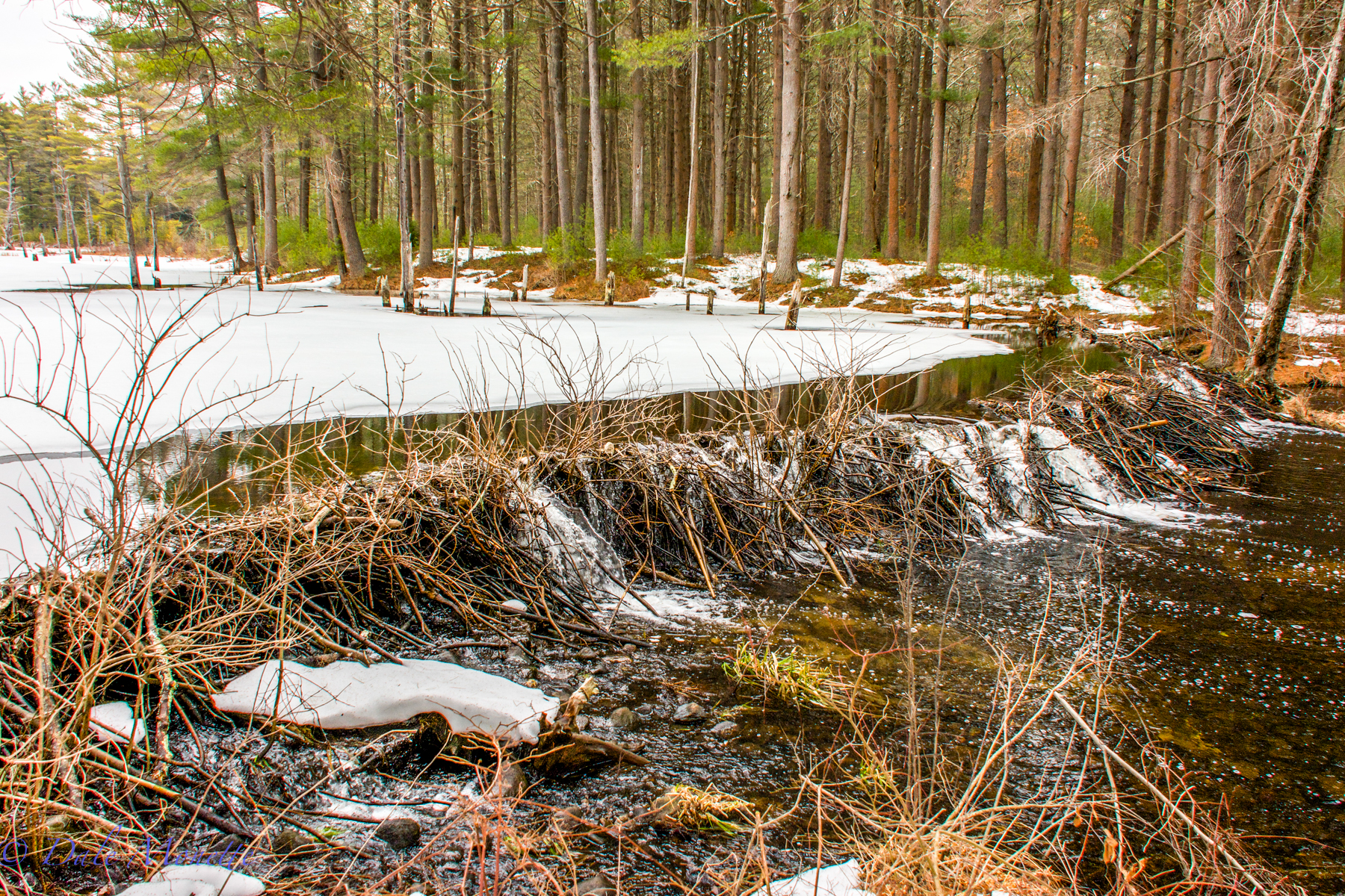   The west branch of Fever Brook dumps into the Quabbin from this beaver pond below Soapstone Mountain.&nbsp;  