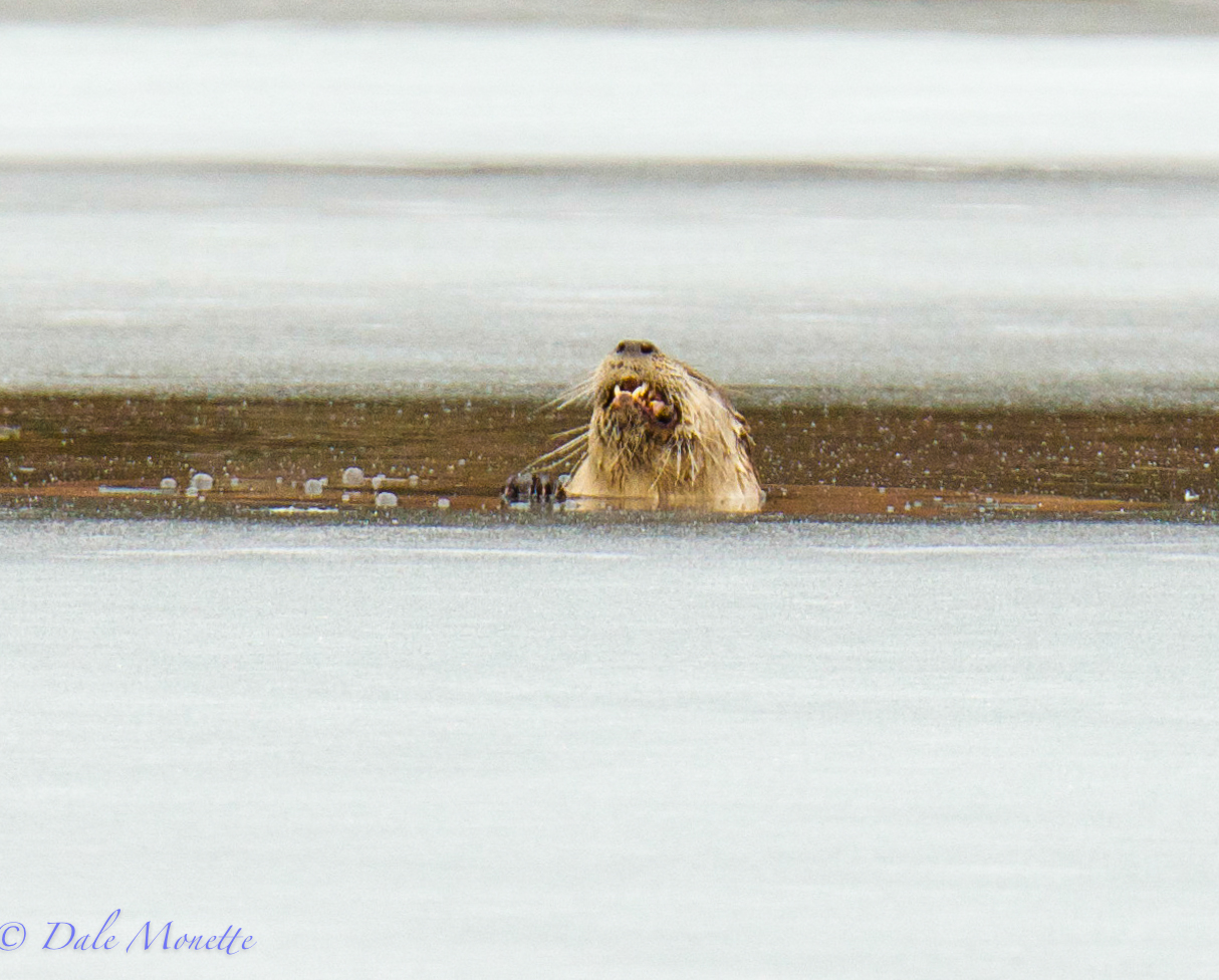 Otter