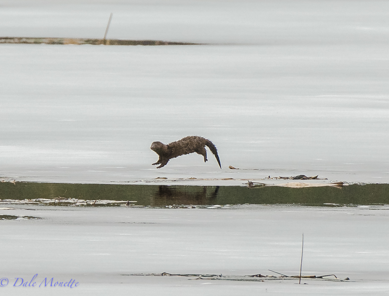 Mink
