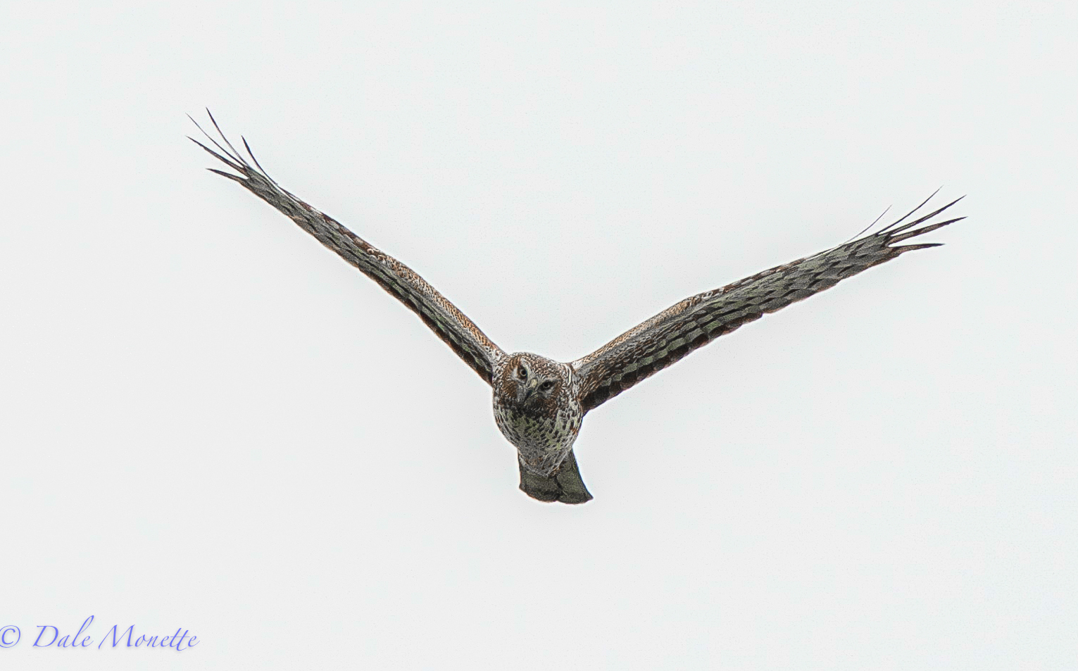 Northern Harrier (female)