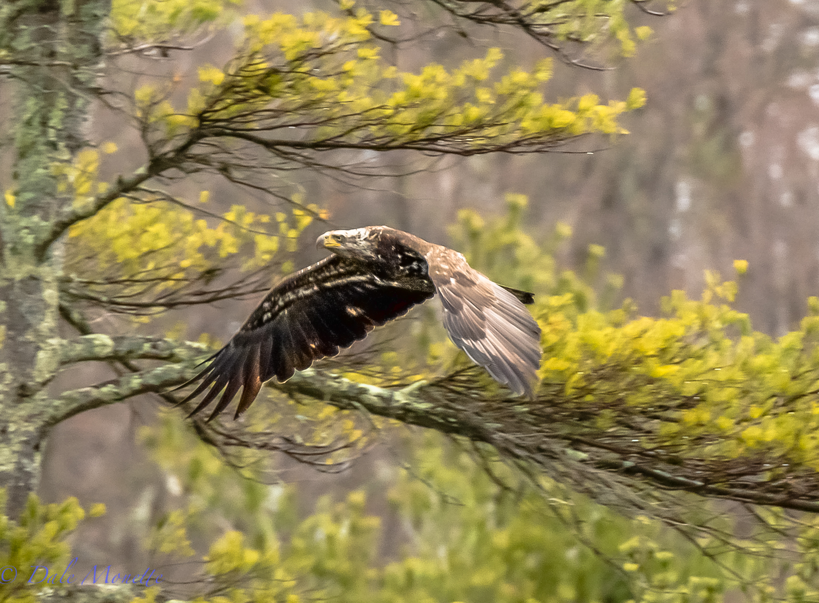 Immature bald eagle.