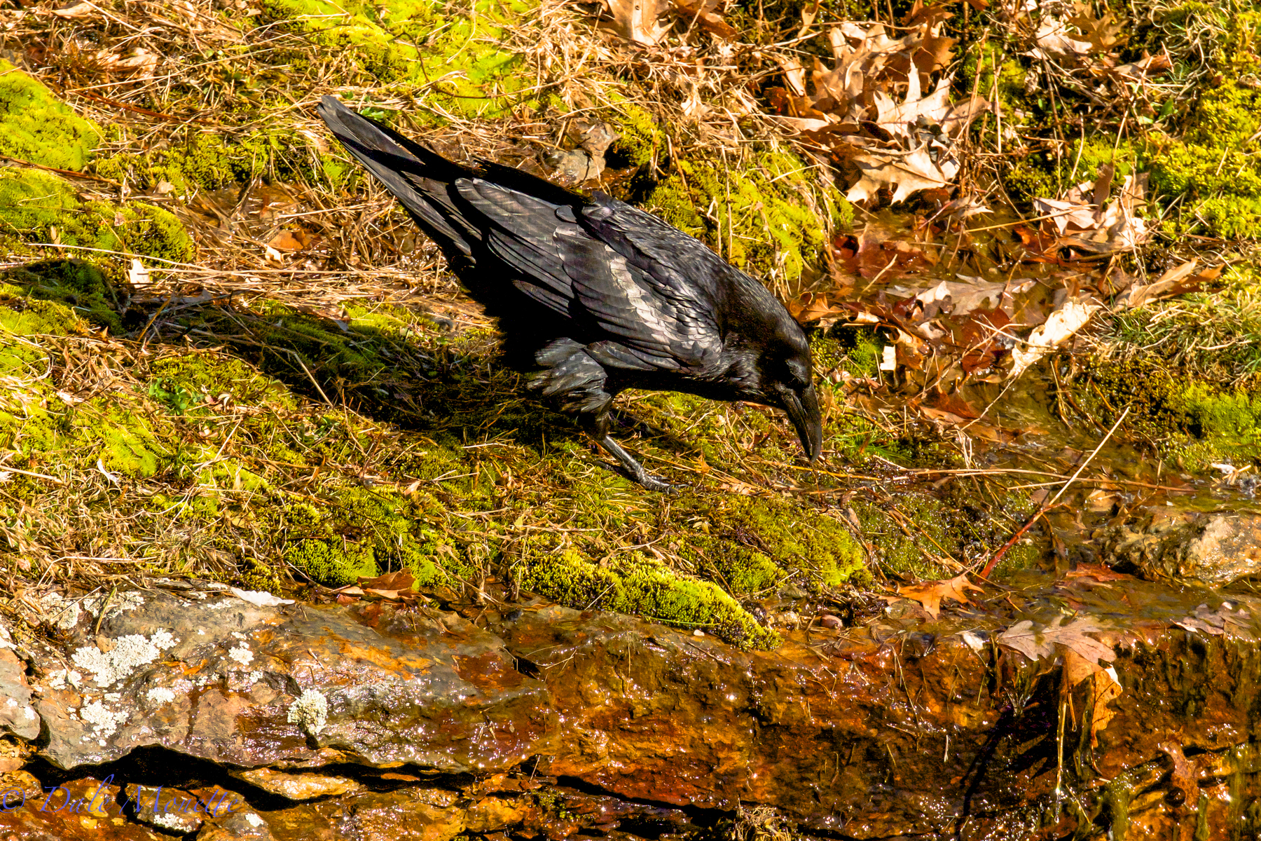Raven