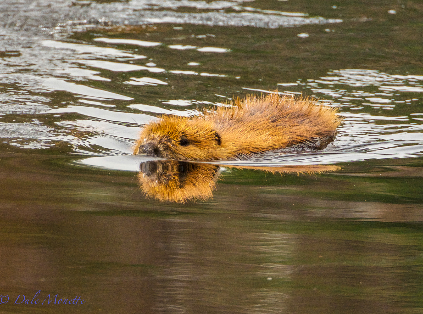 Beavers emerge from a long winter of taking care of kits in their lodge.  Now they get busy repairing all the damage sustained by winter to their dams. 