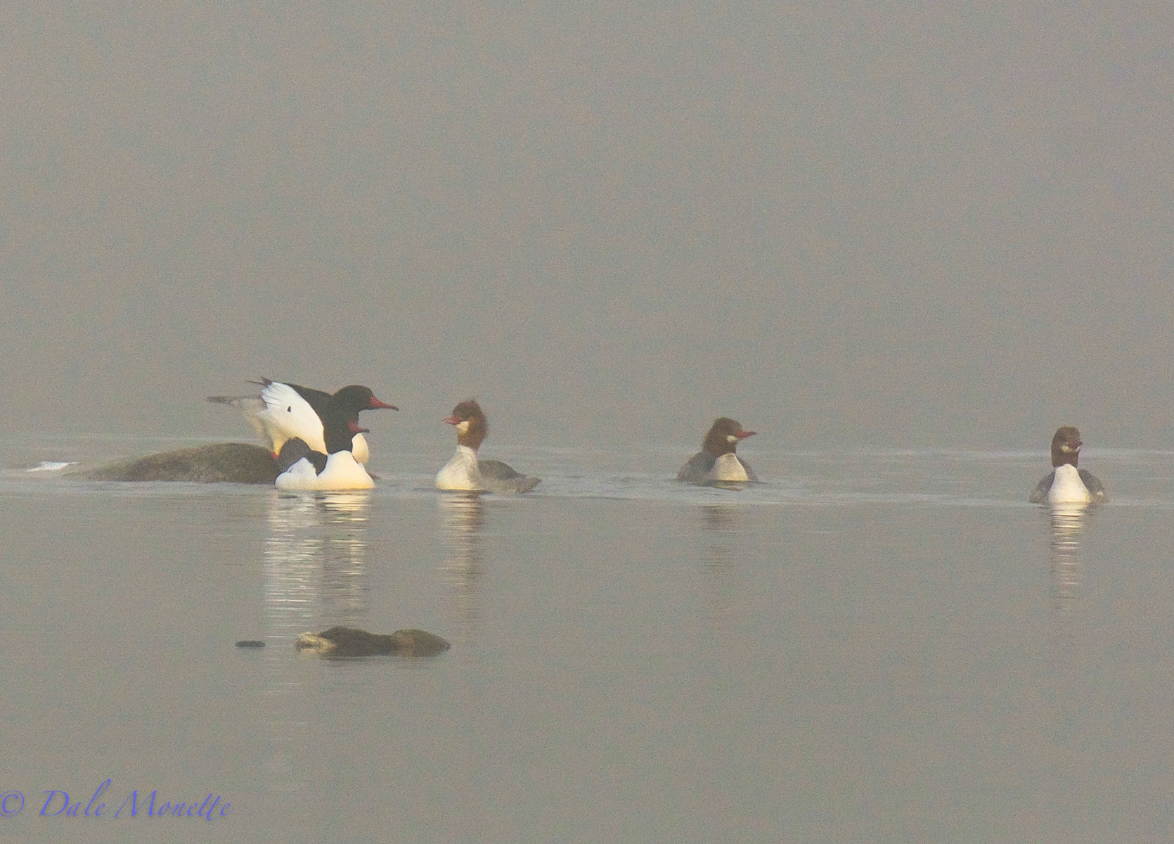Common mergansers