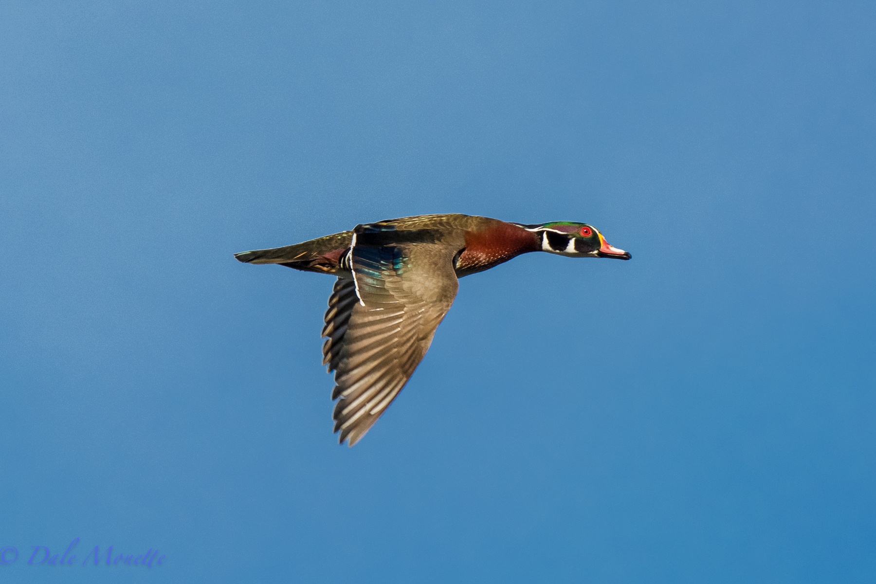 Wood duck jet