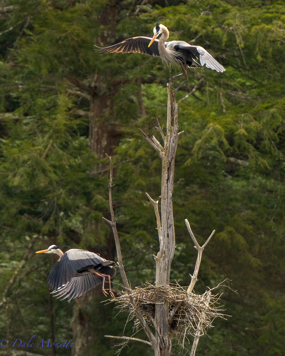 Great Blue  Herons