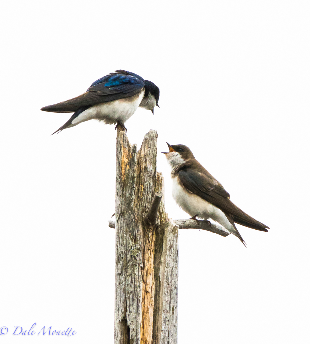    "Shut up Harry !! If it weren't for you we'd still be where its warm with lots of bugs to eat,, BUT NOOOO you had migrate early to see the guys again, so we freeze and have to fly 50 miles a day for a few measly bugs that are also frozen, next yea