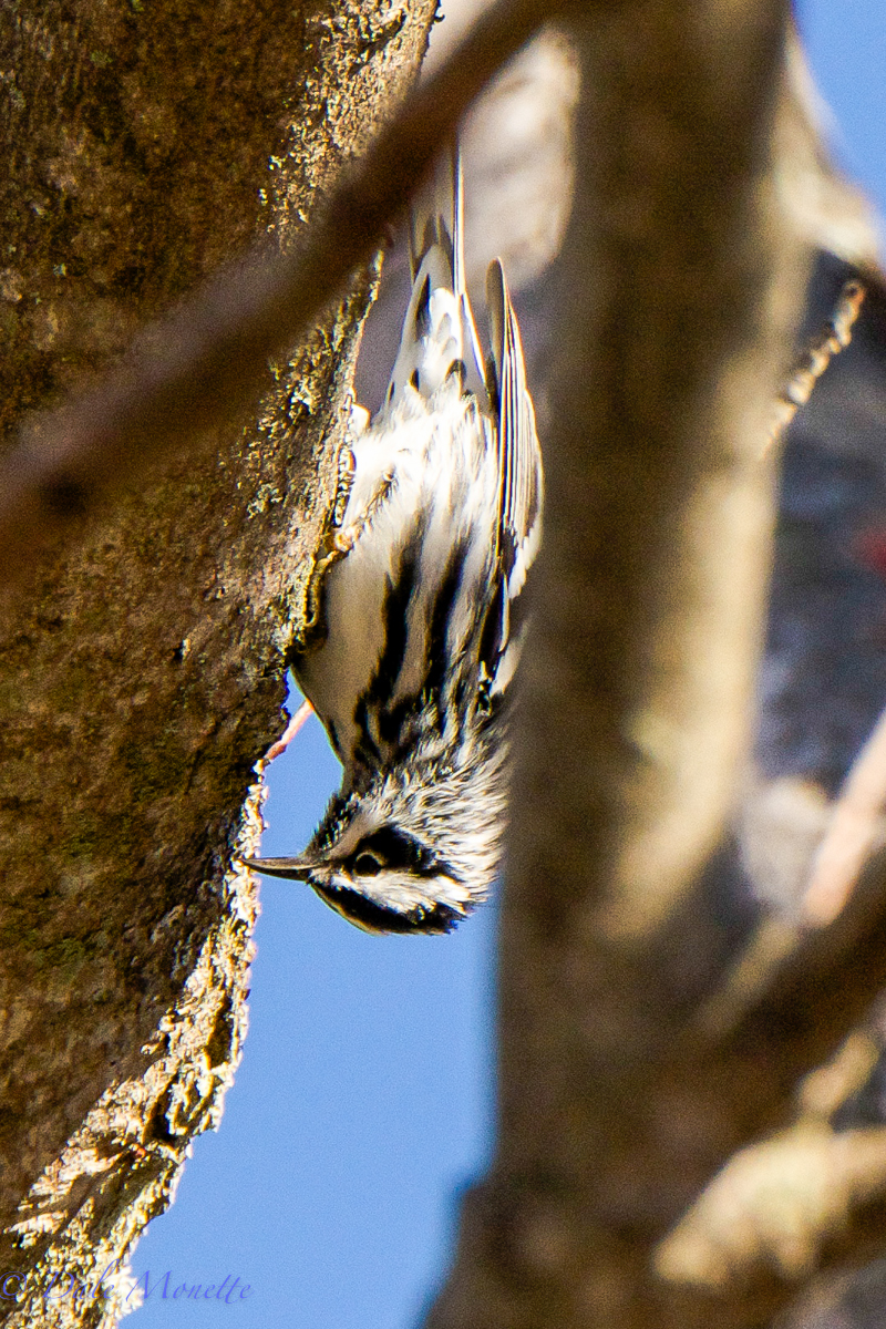 Black and white warbler 