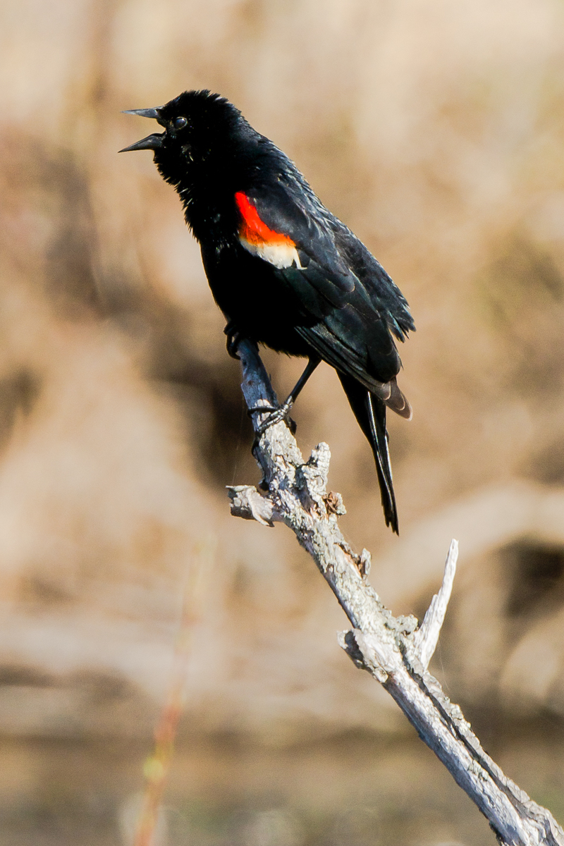 Red winged blackbird