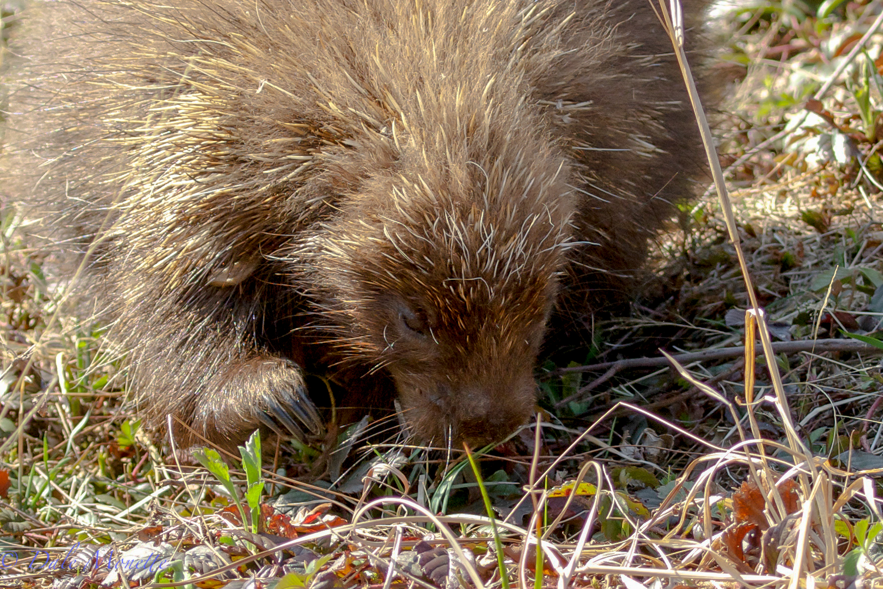 Porcupine
