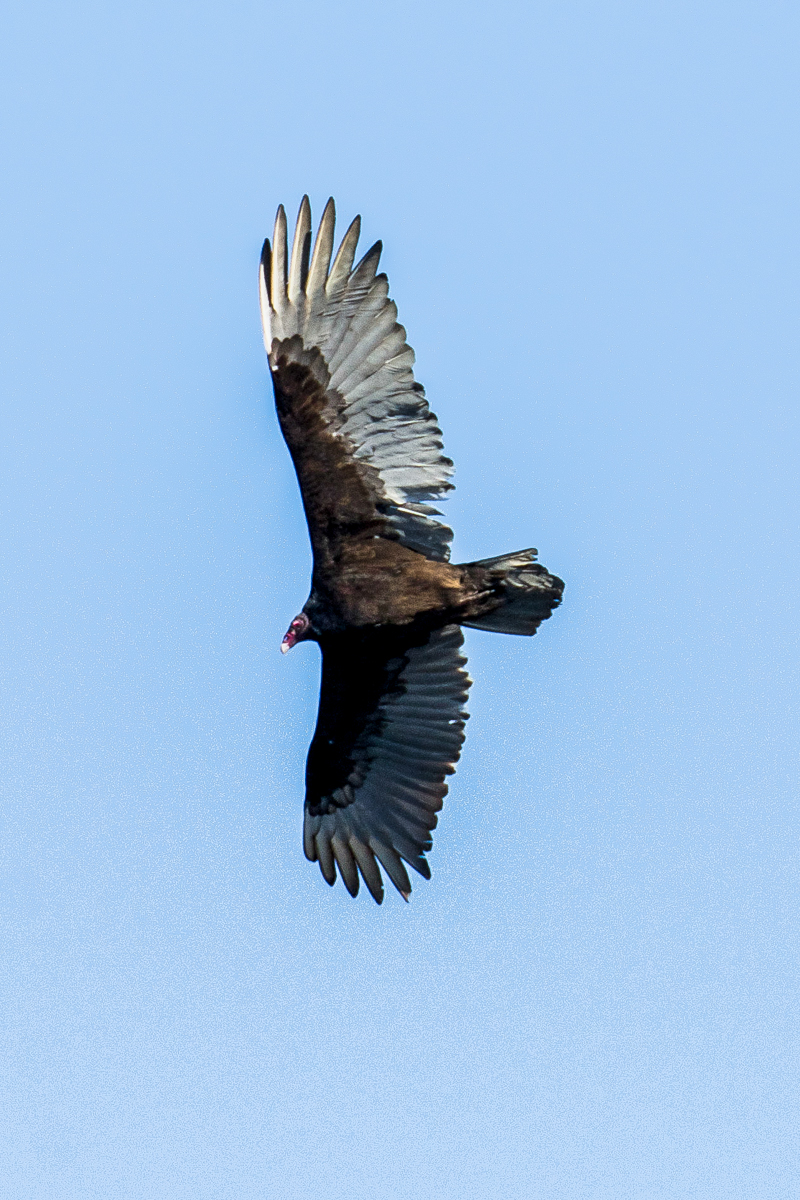 Turkey vulture