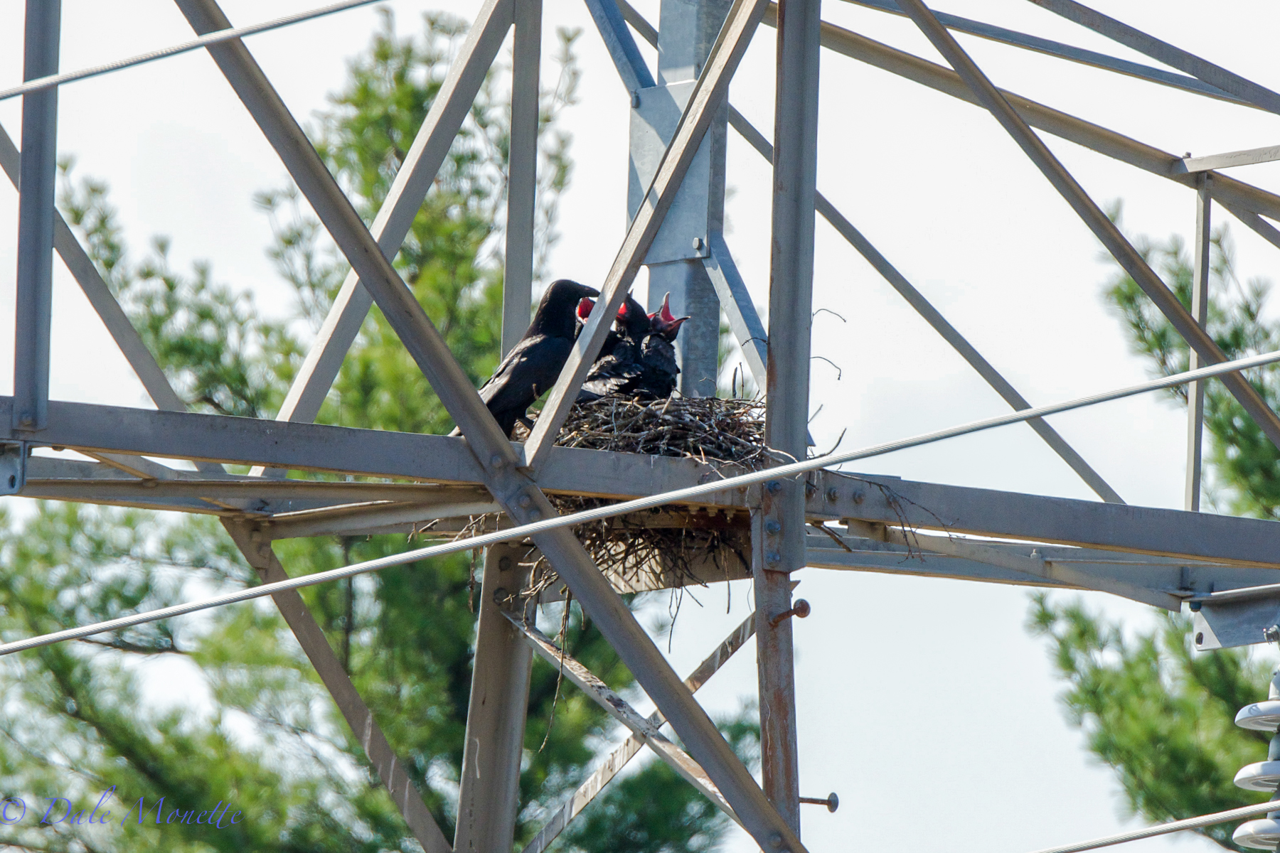 Ravens