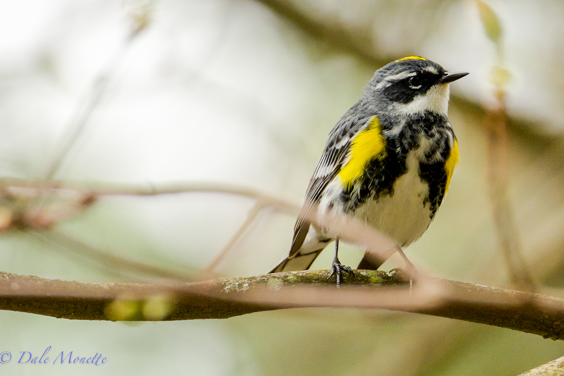 Yellow rumped warbler
