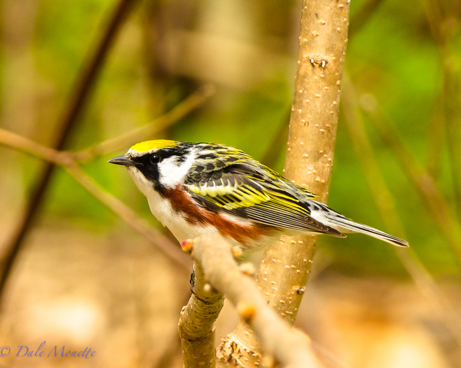 Chestnut sided warbler (male)