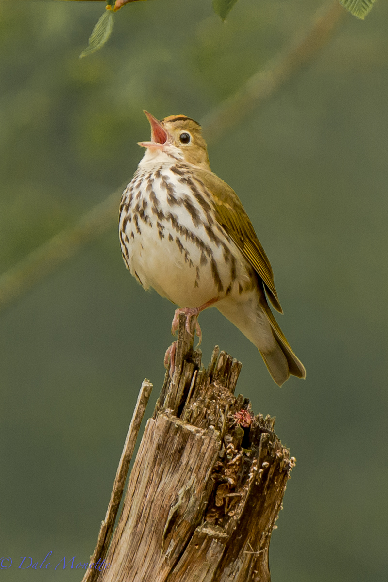 Ovenbird