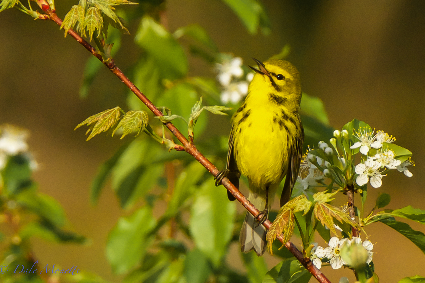 Pairie warbler