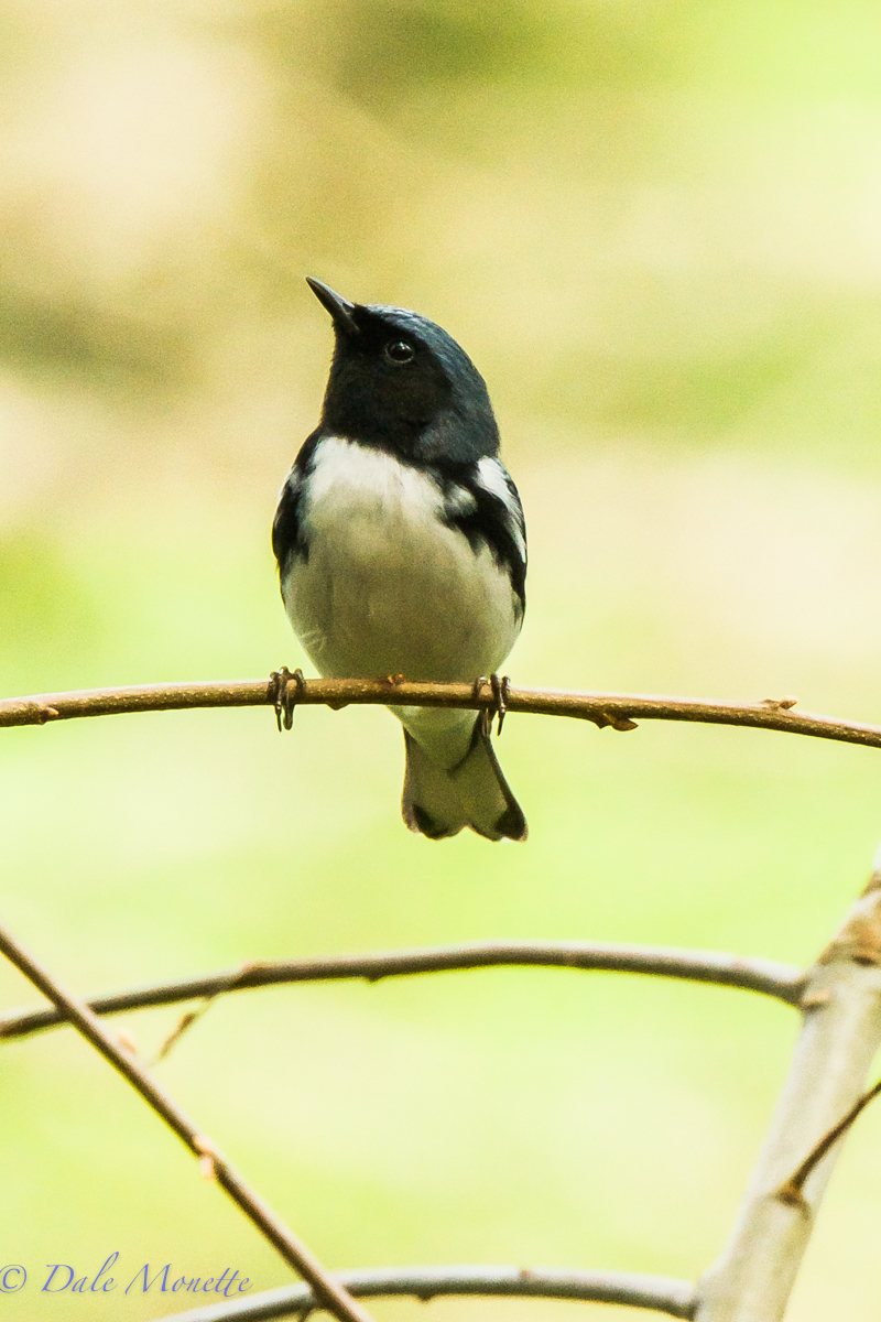 Black throated blue warbler