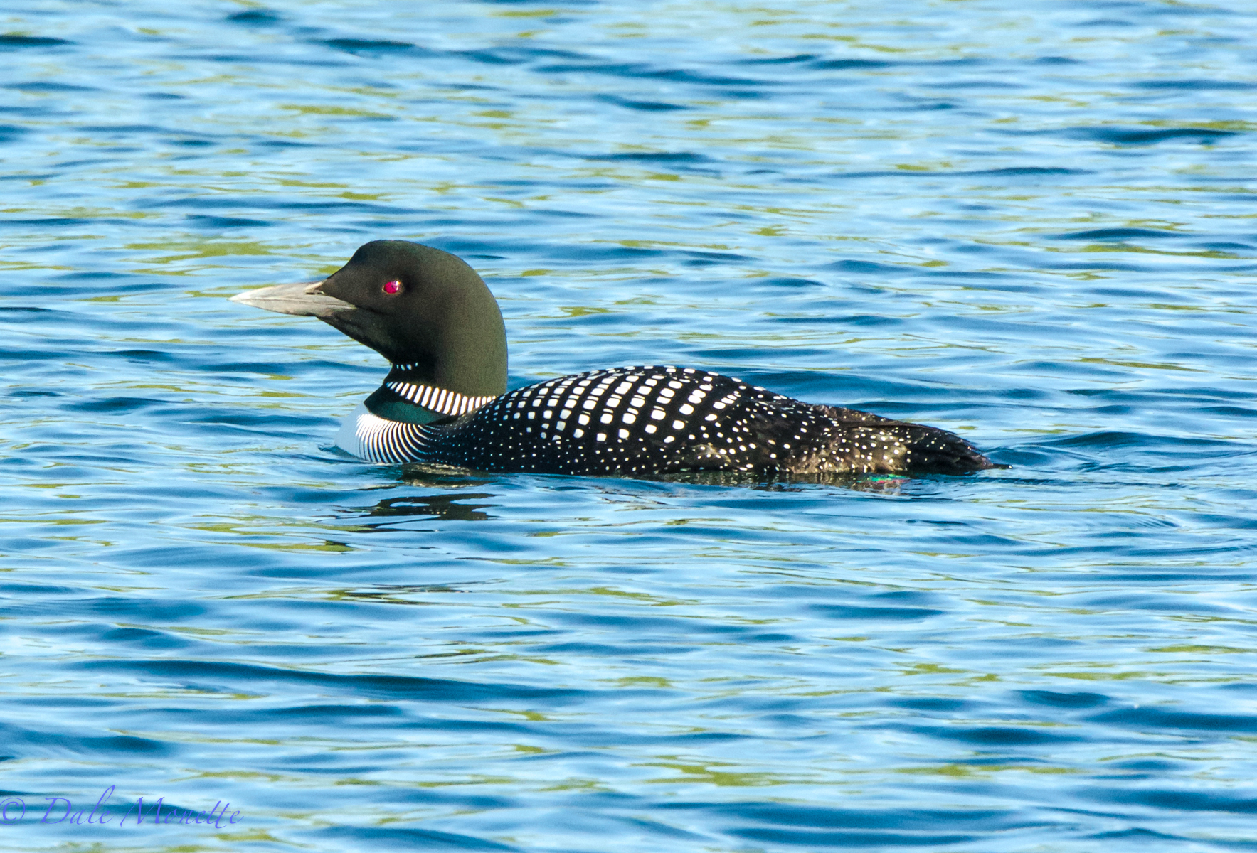 Beak colors