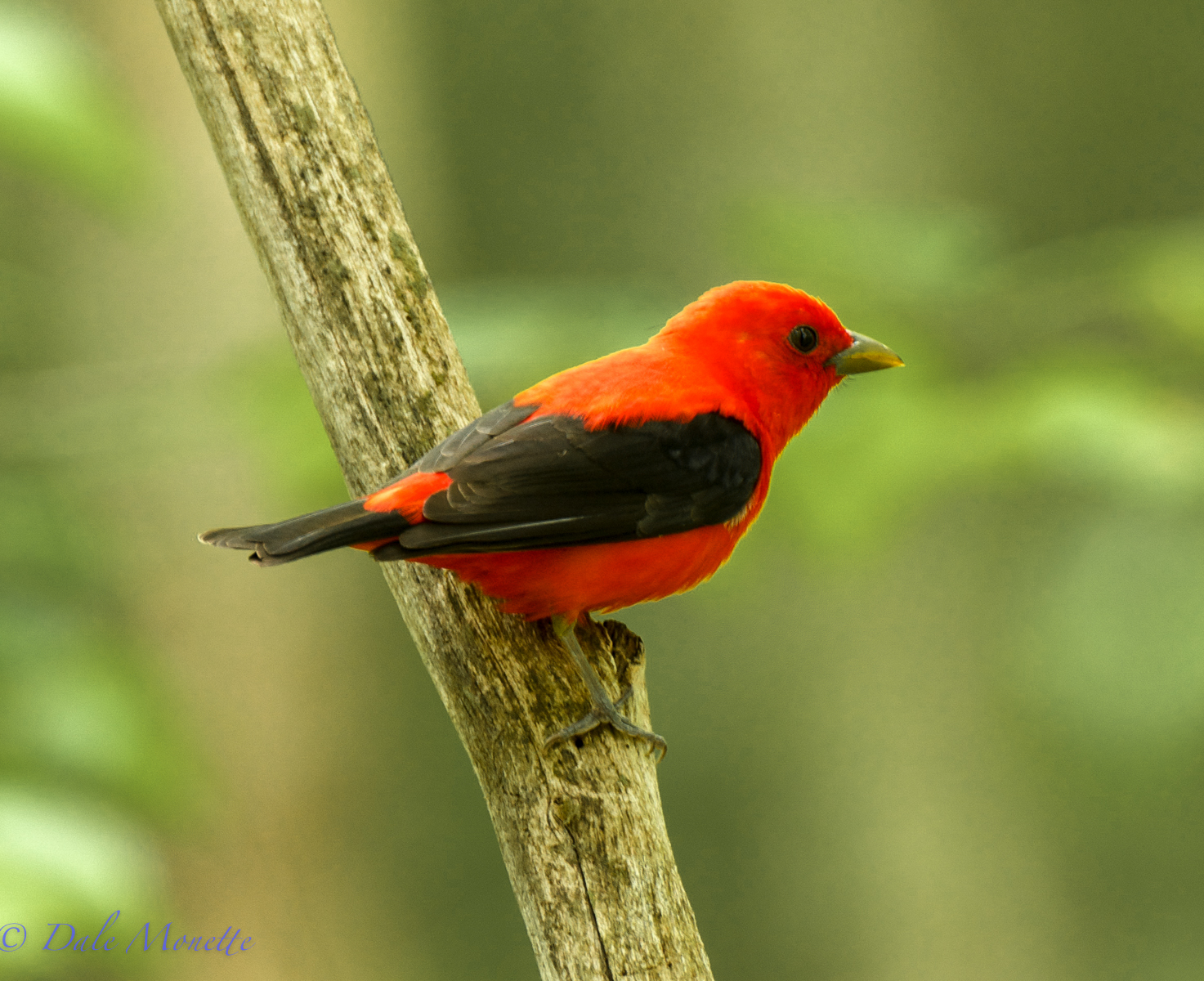 Scarlet tanager.