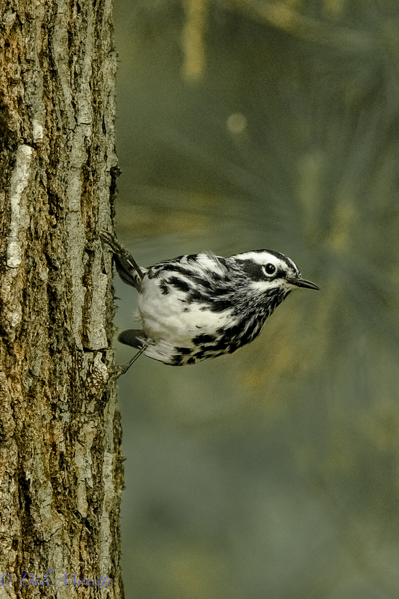 Black and white warbler