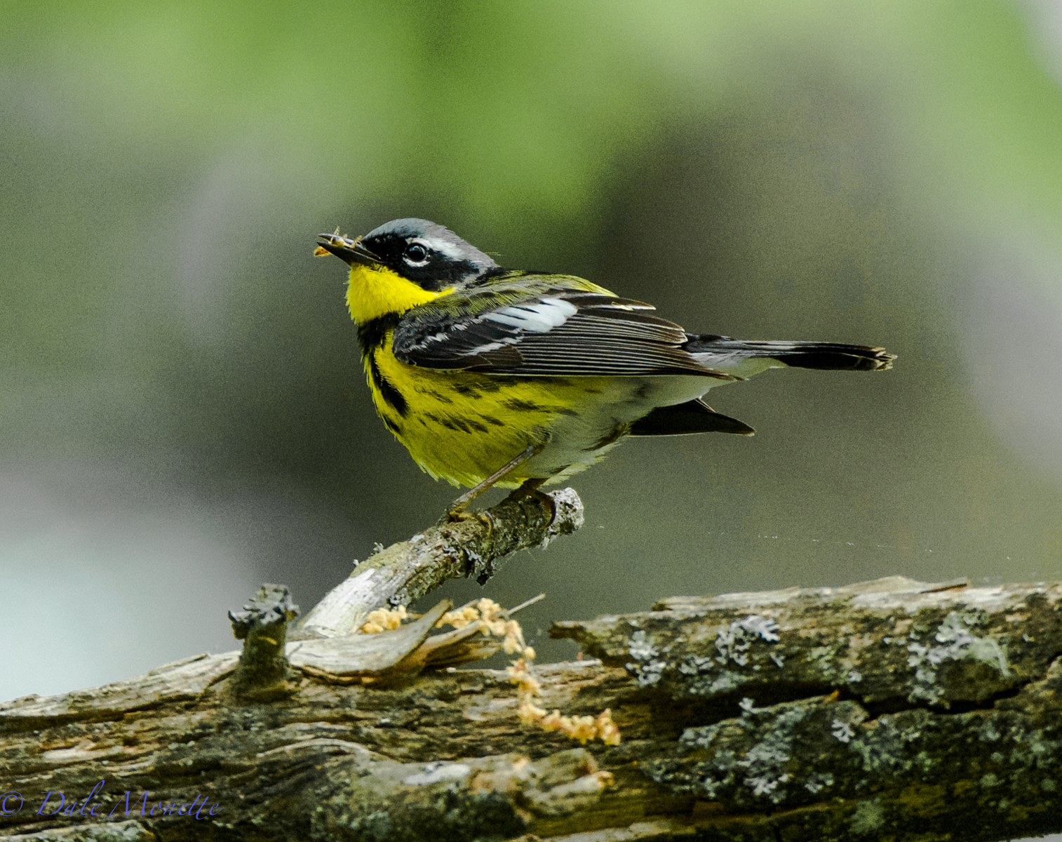 Magnolia warbler