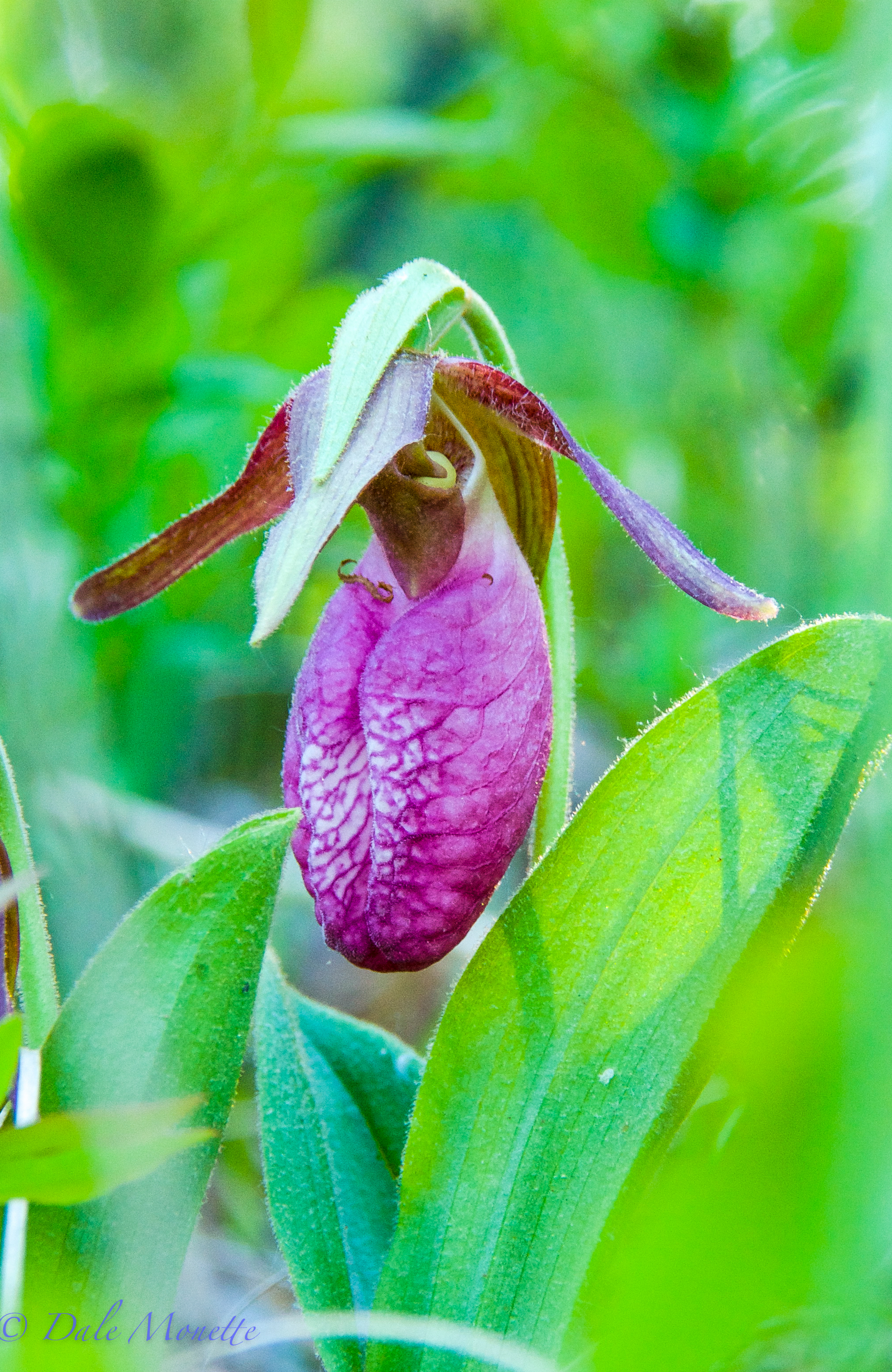 Lady slippers !  May 23rd, 2013