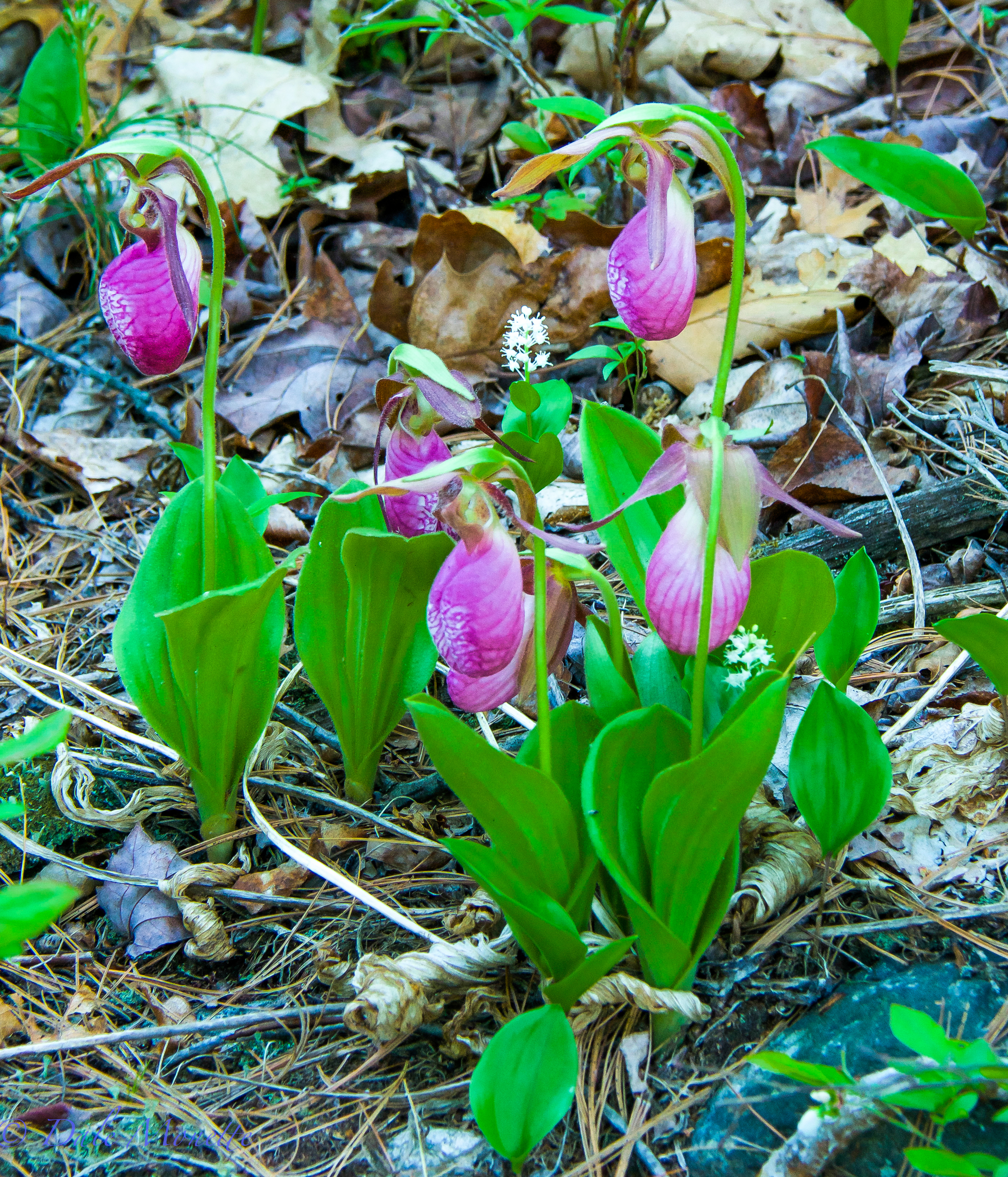 Lady slippers can usually be found in late May.