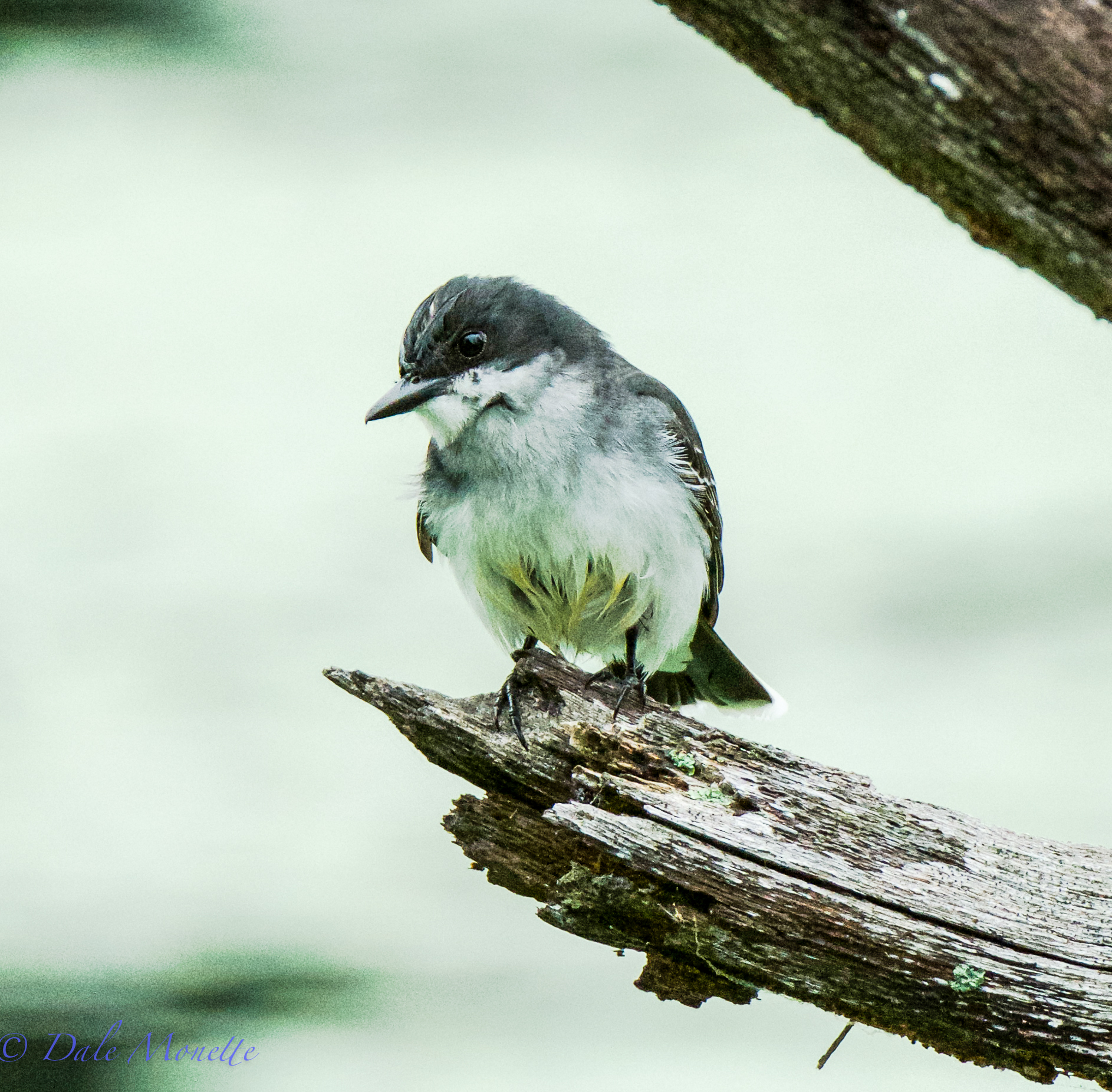 Kingbird
