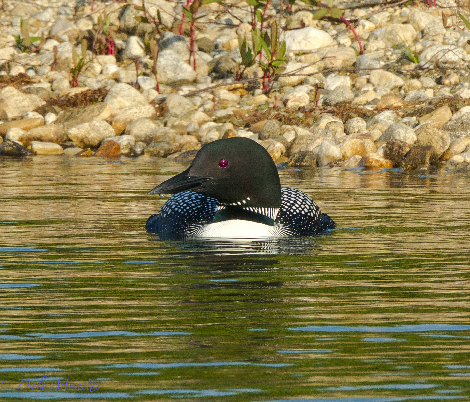 Male loon