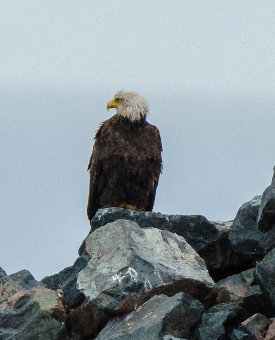 Nova Scotia soaking wet eagle