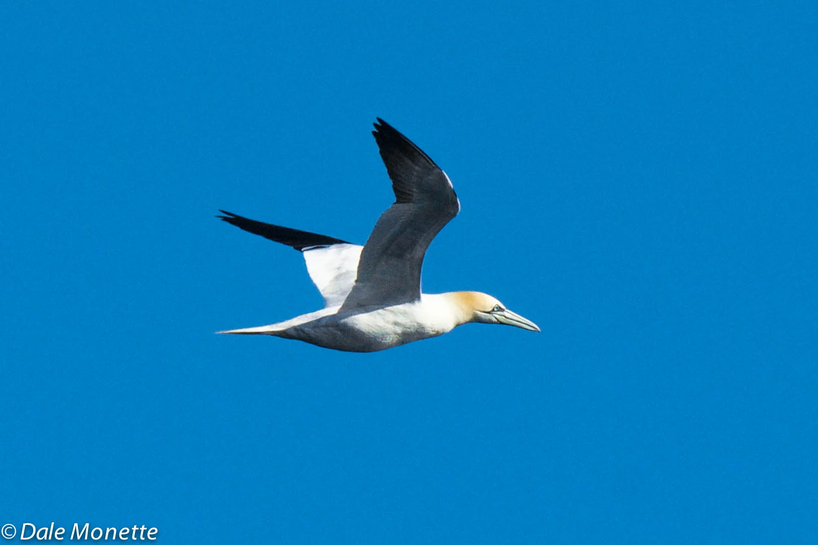 northern gannets