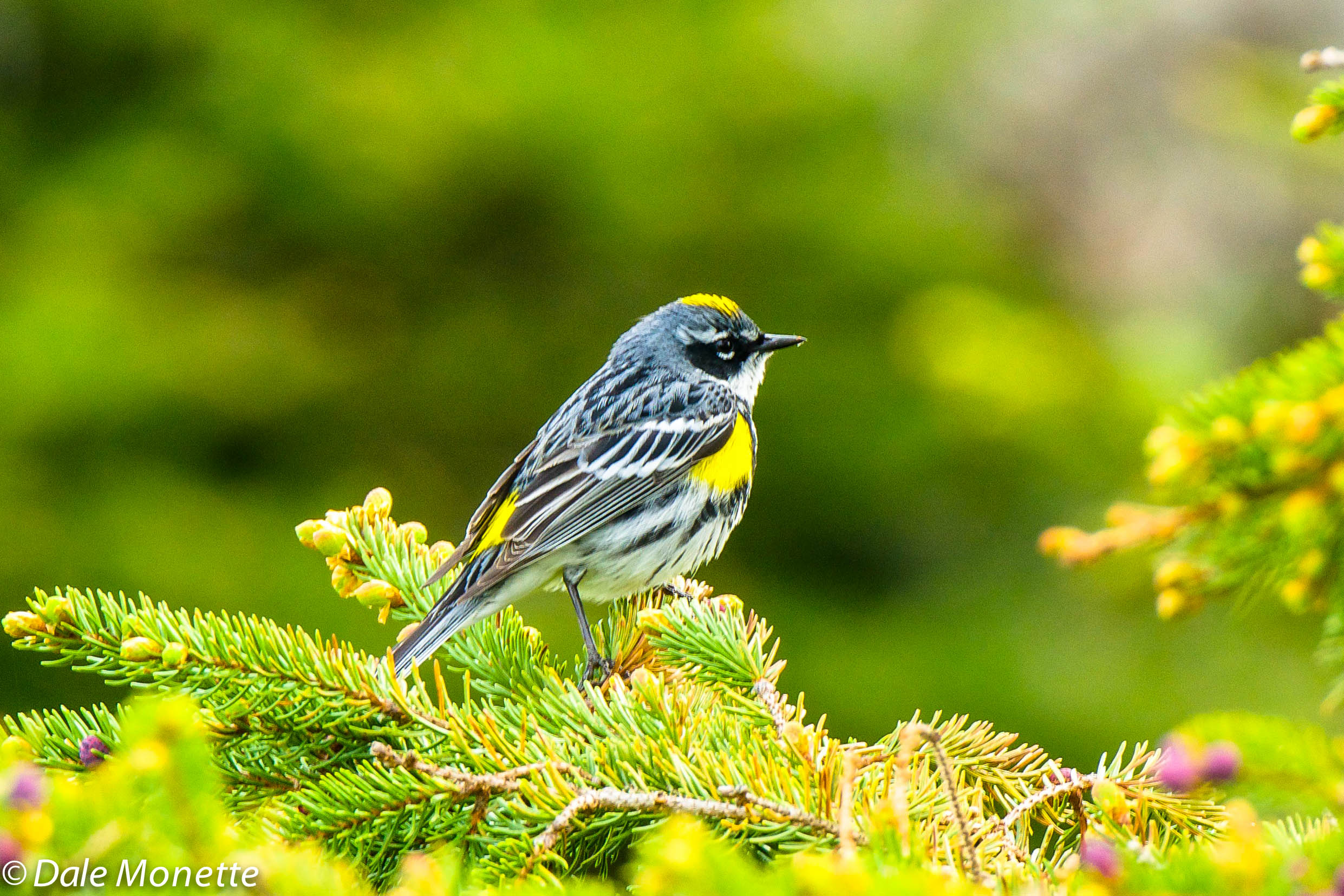 Yellow rumped warbler