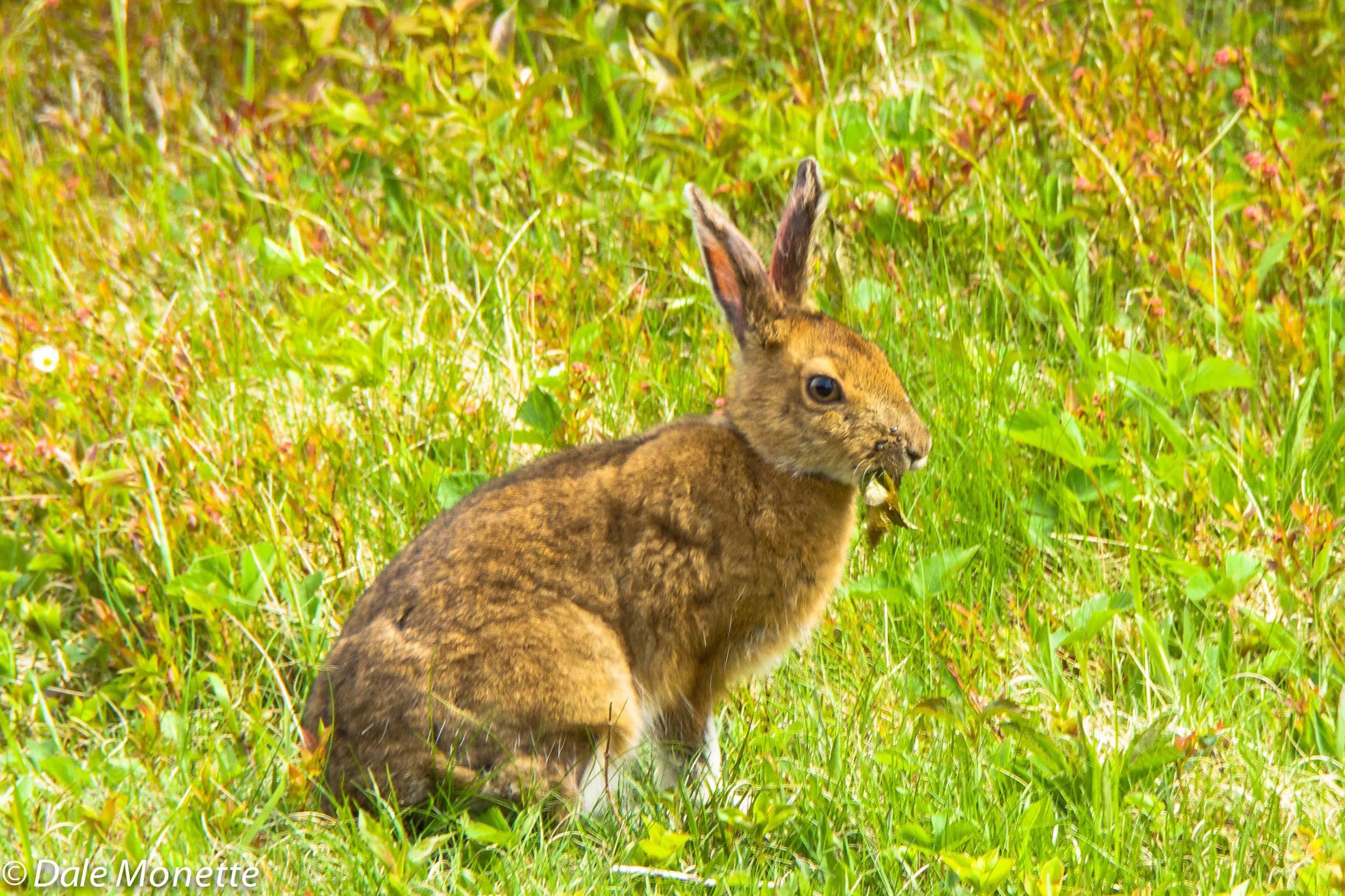 Snowshoe hare