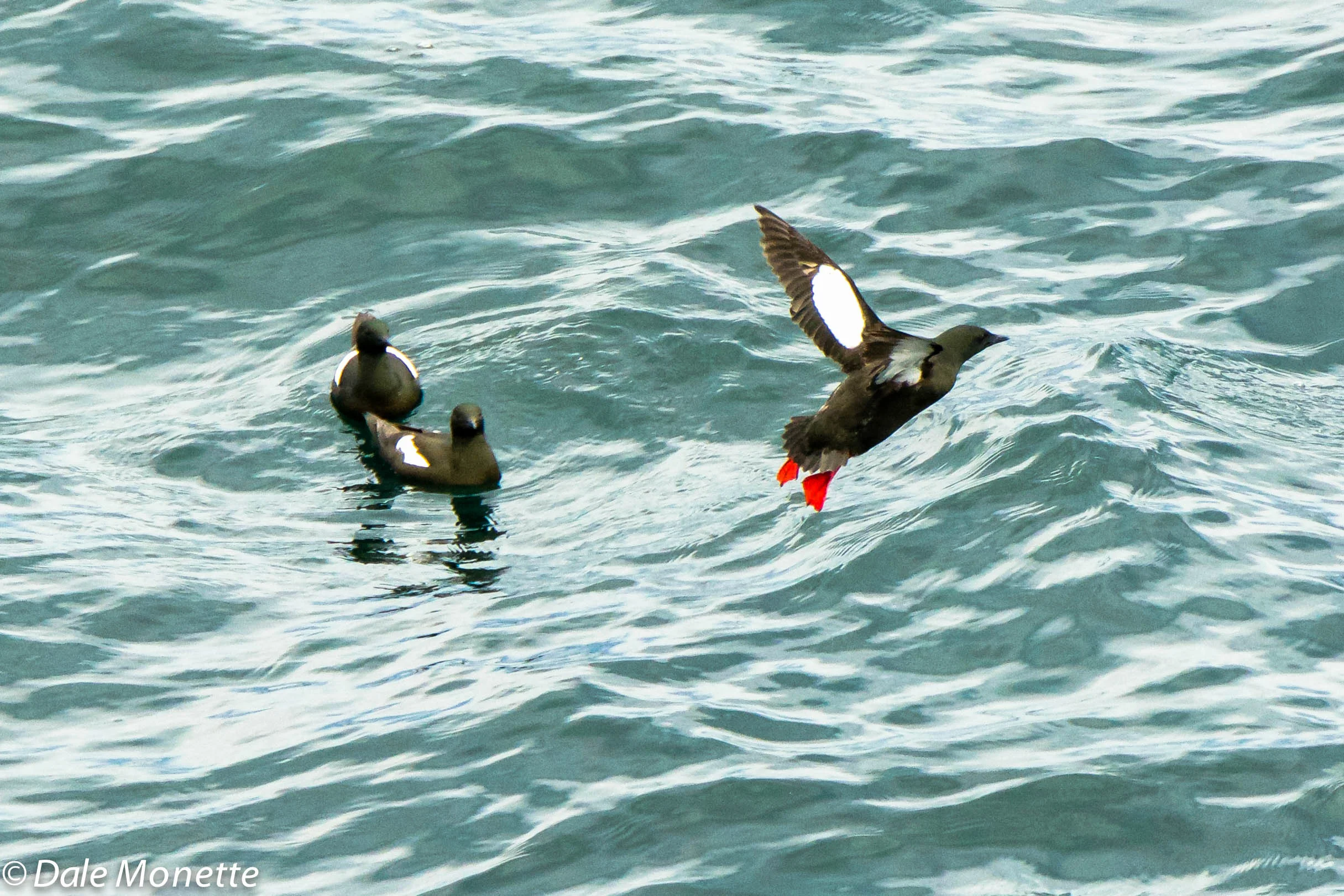 Black guillemots