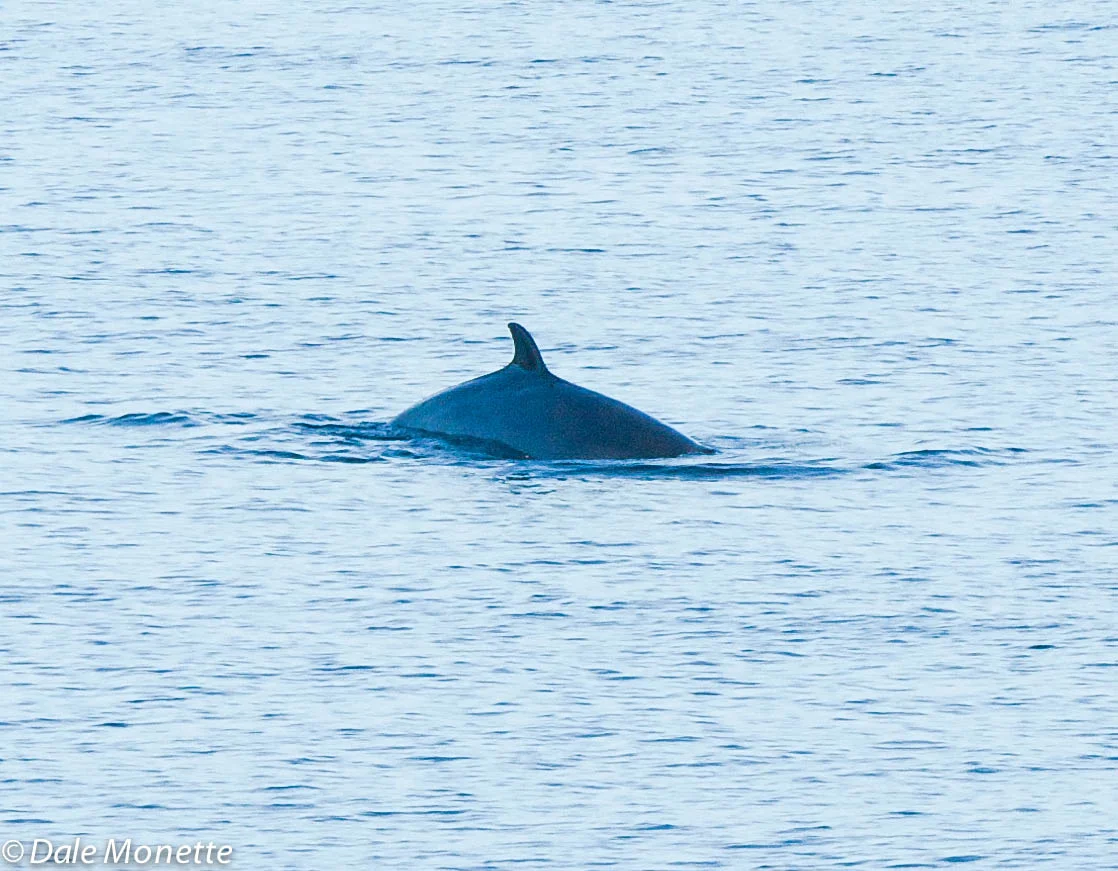 Minke whale