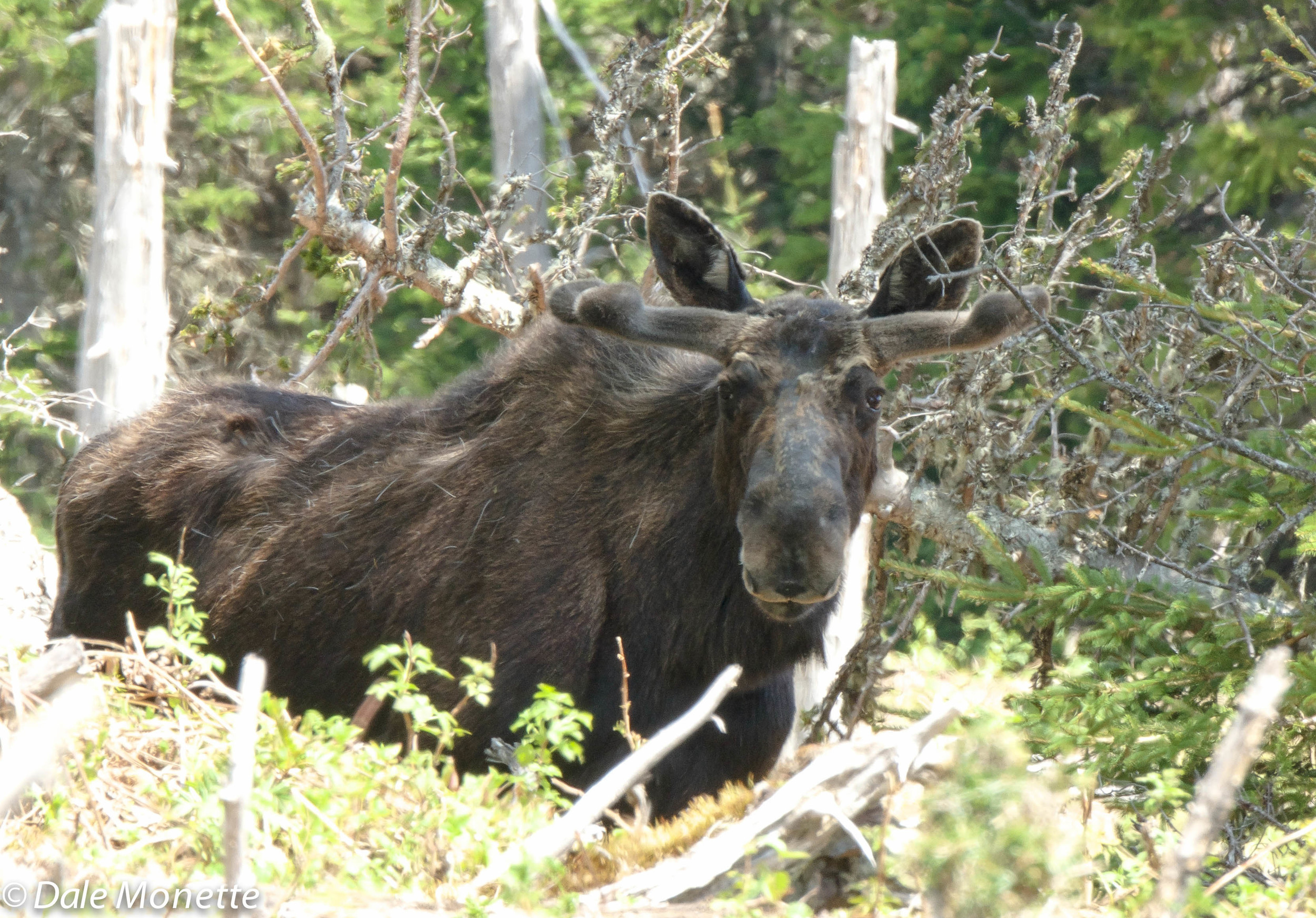 Benji's Lake moose
