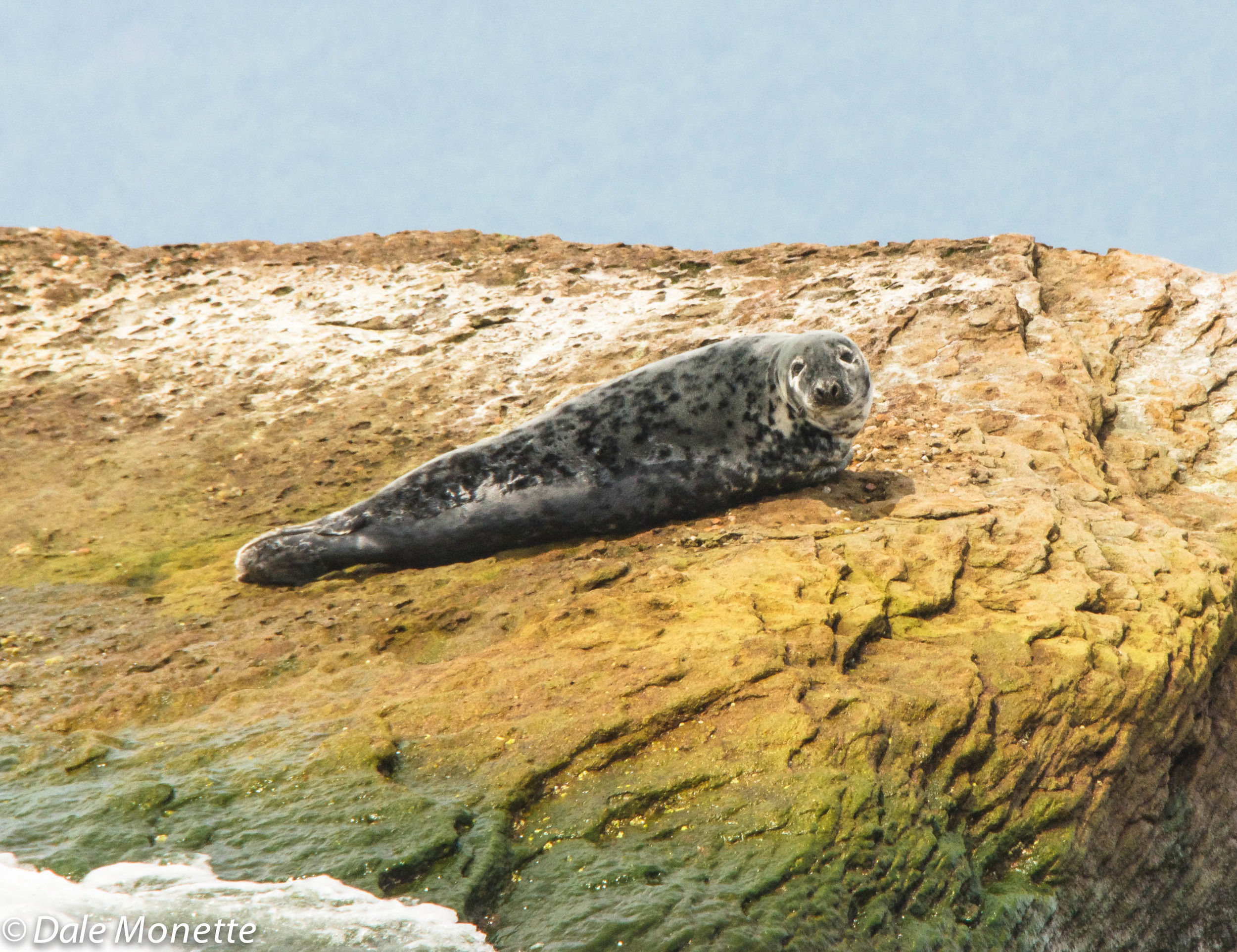 female grey seal