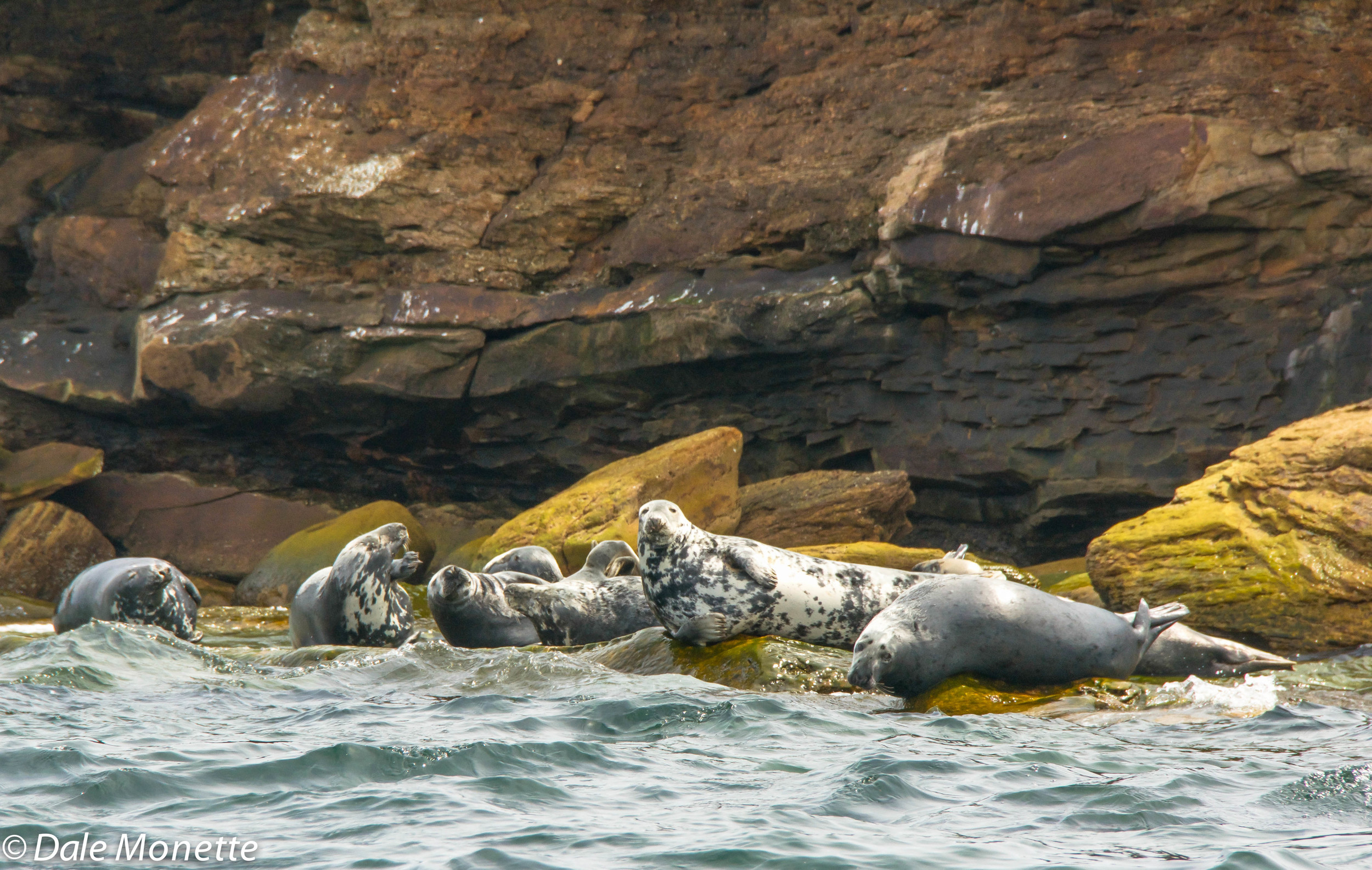 male grey seals