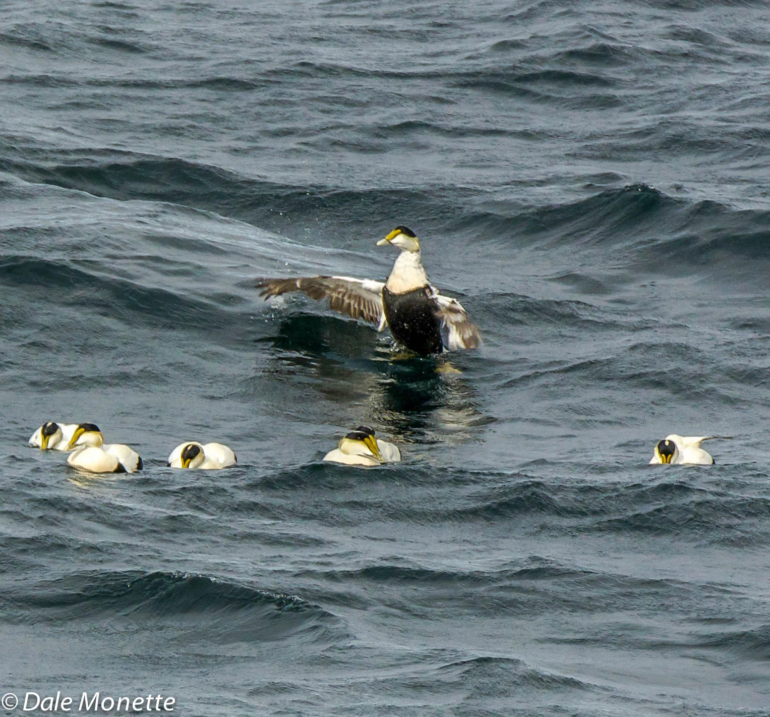common eider ducks