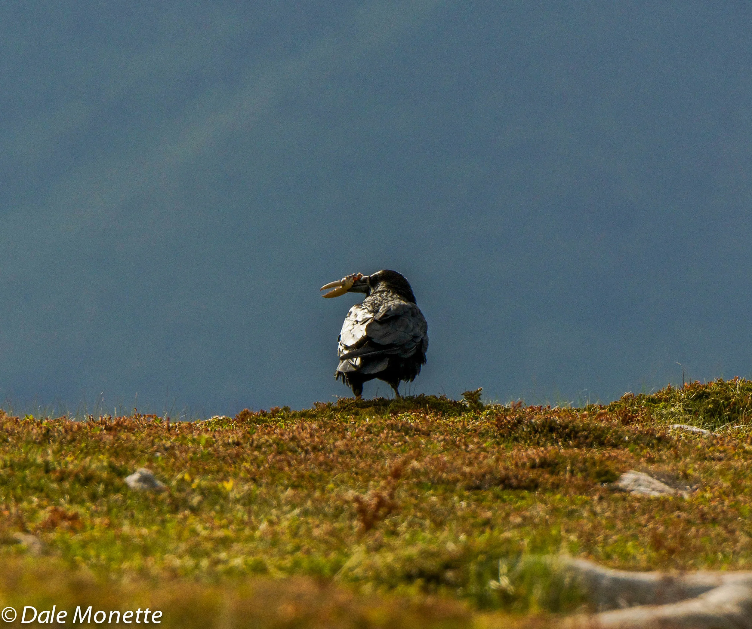 raven