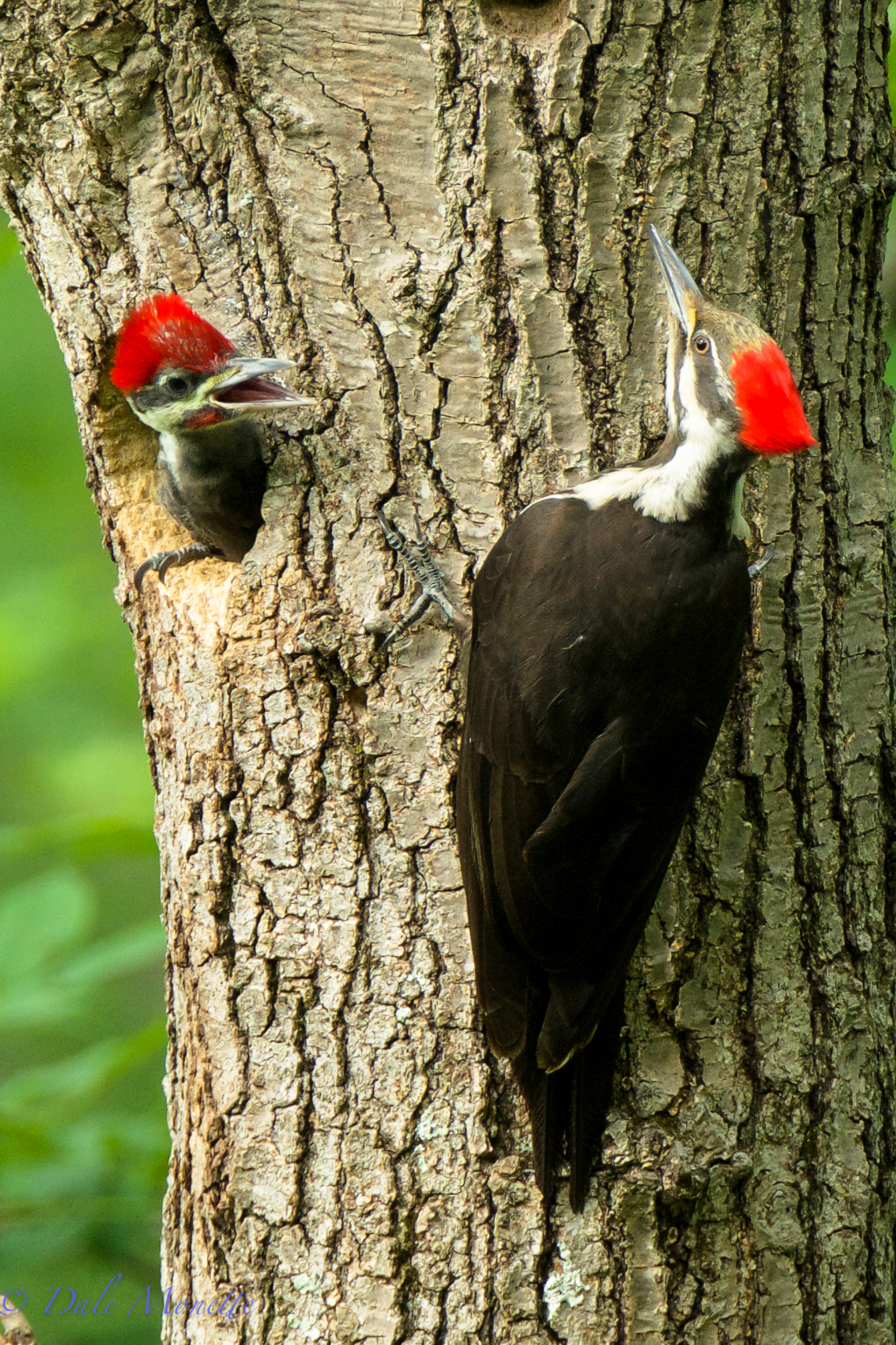 Pileated woodpecker