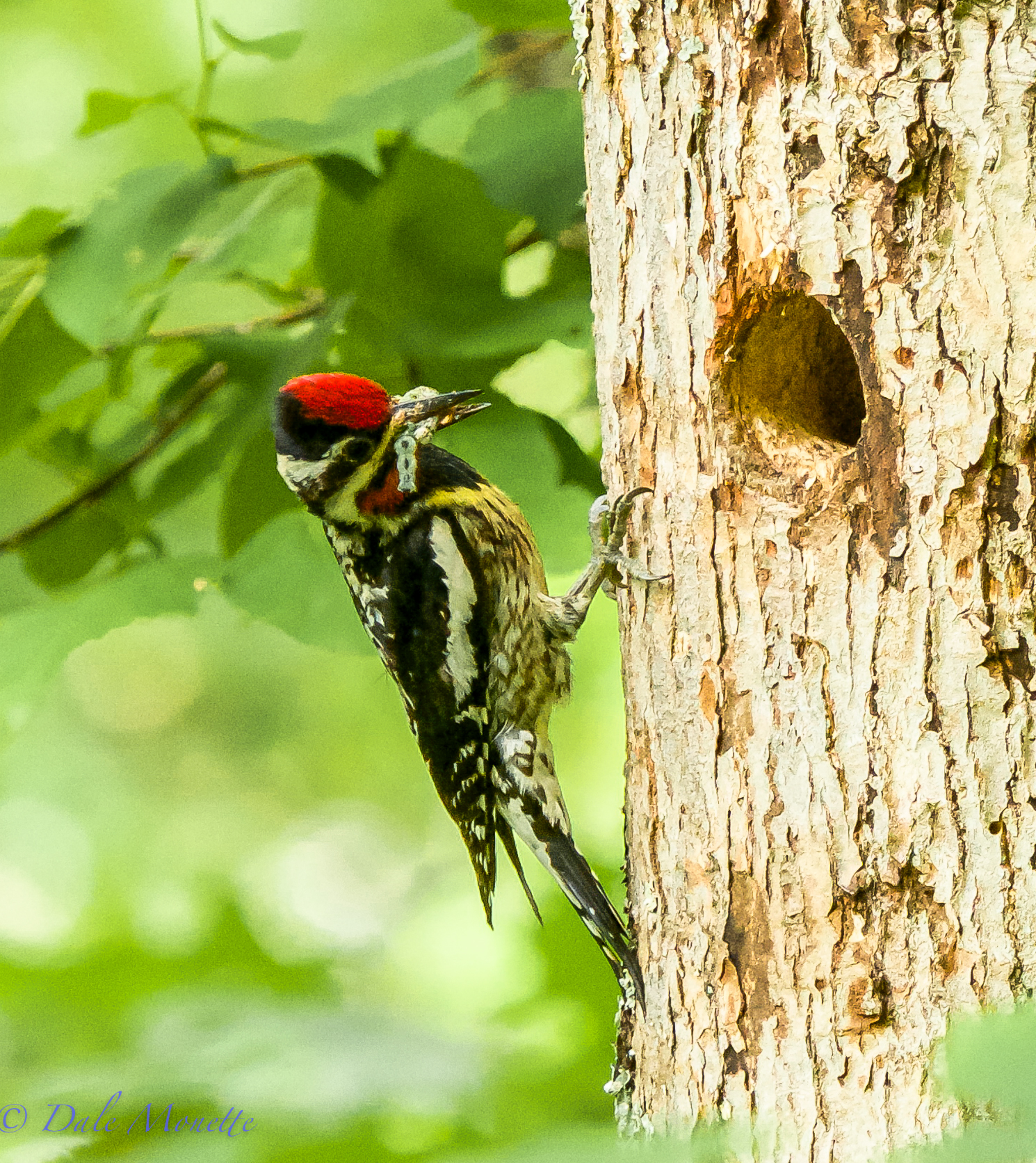 Yellow bellied sapsucker